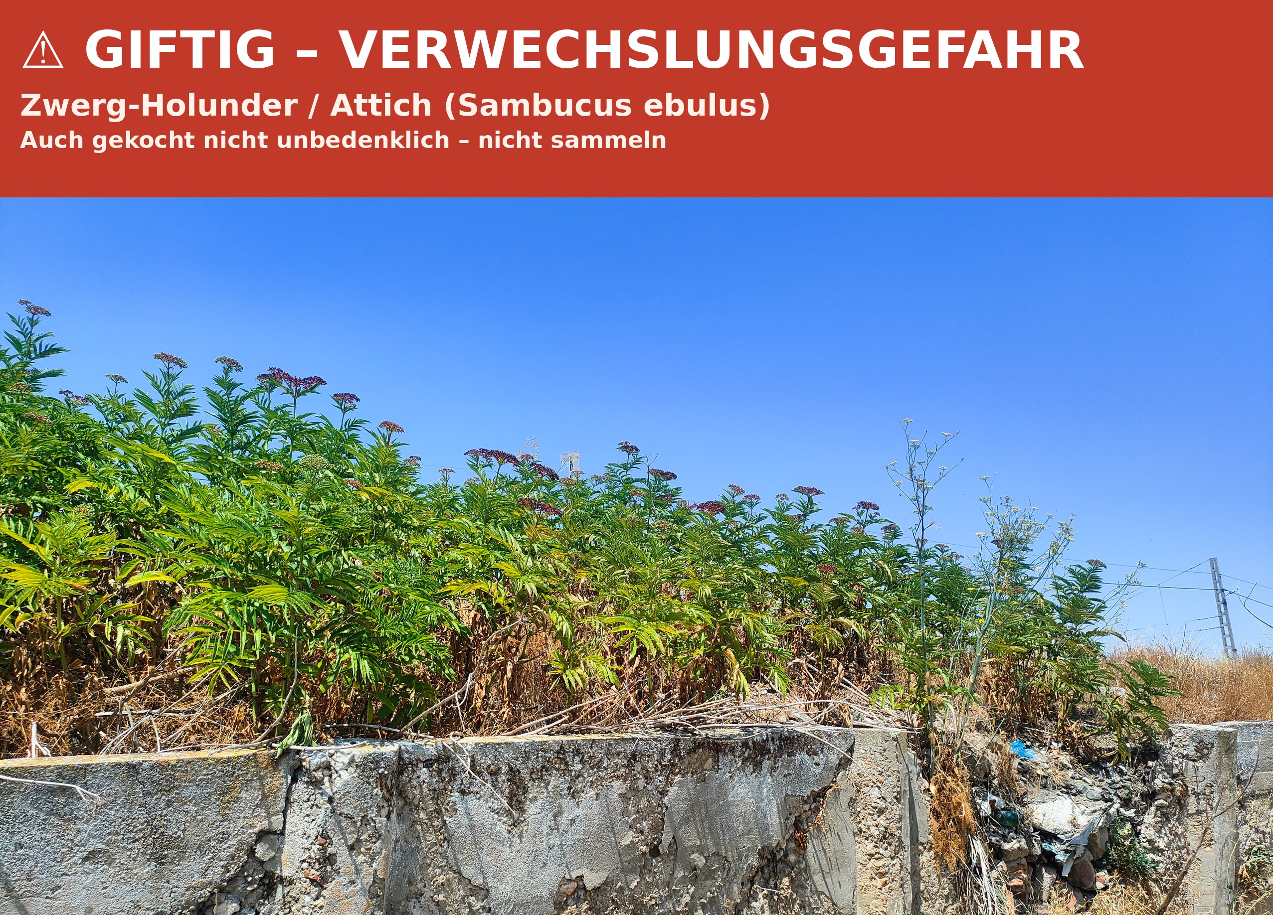 Dichte, krautige Kolonie von Zwergholunder (Attich) entlang einer Mauer, ohne verholzten Stamm