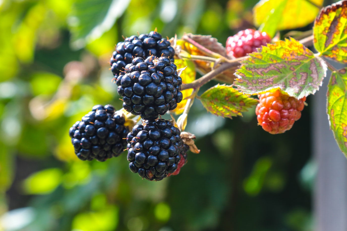 Reife Brombeeren am Ast mit herbstlich gefärbten Blättern im Sonnenlicht