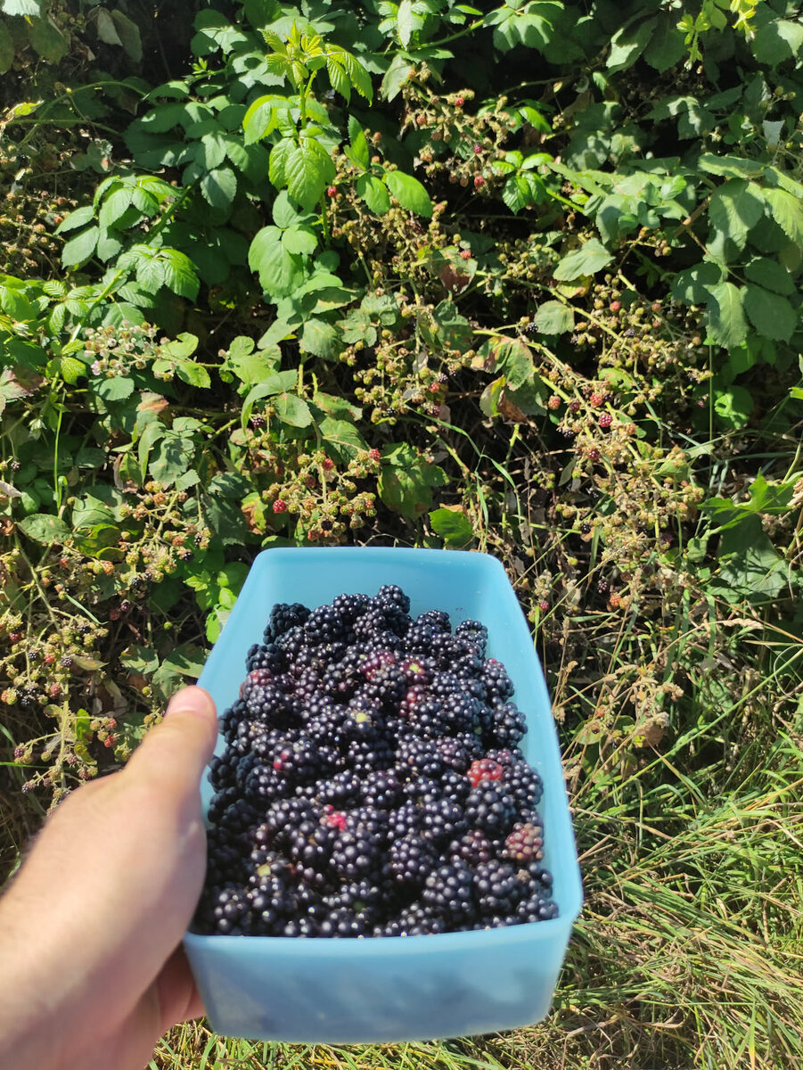 Hand hält blaue Schüssel voller reifer Brombeeren direkt vor dem Strauch – Ergebnis einer kurzen Sammelpause unterwegs