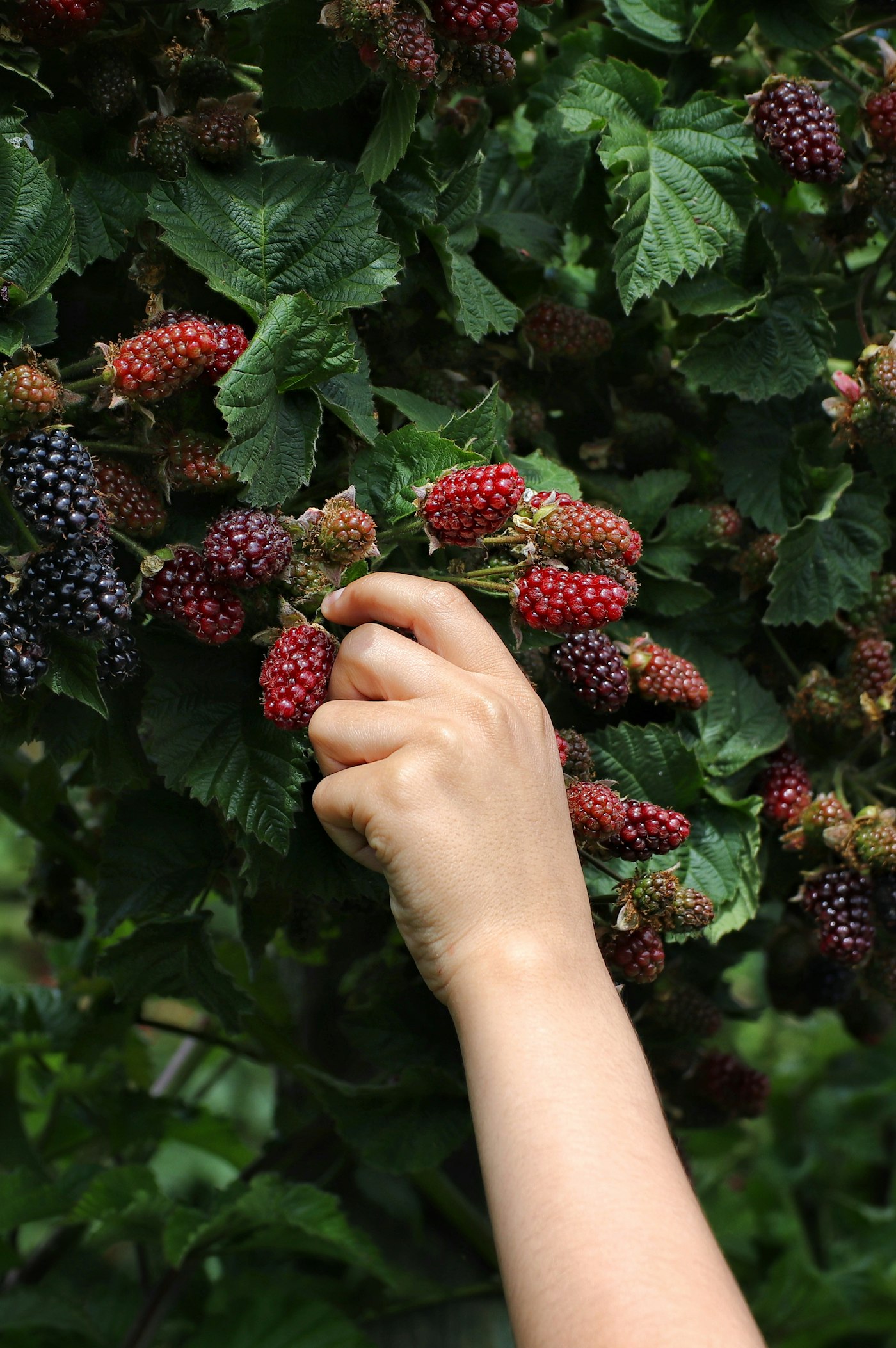 Hand pflückt Brombeeren vom Strauch
