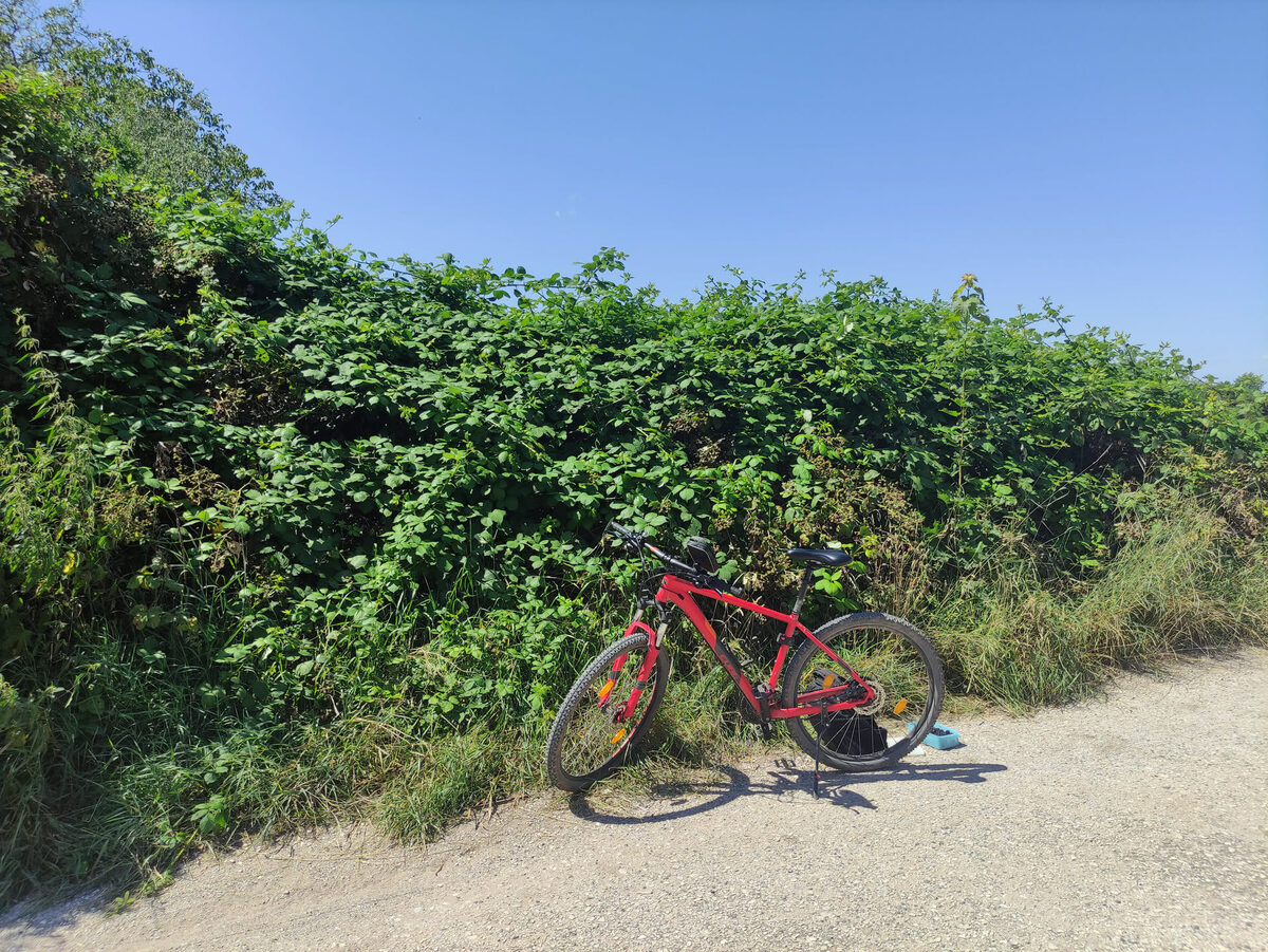 Rotes Mountainbike an einem Feldweg vor einer langen Brombeerhecke unter blauem Himmel