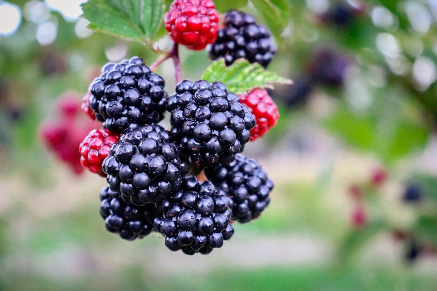 Reife schwarze und noch rote unreife Brombeeren nebeneinander am Strauch