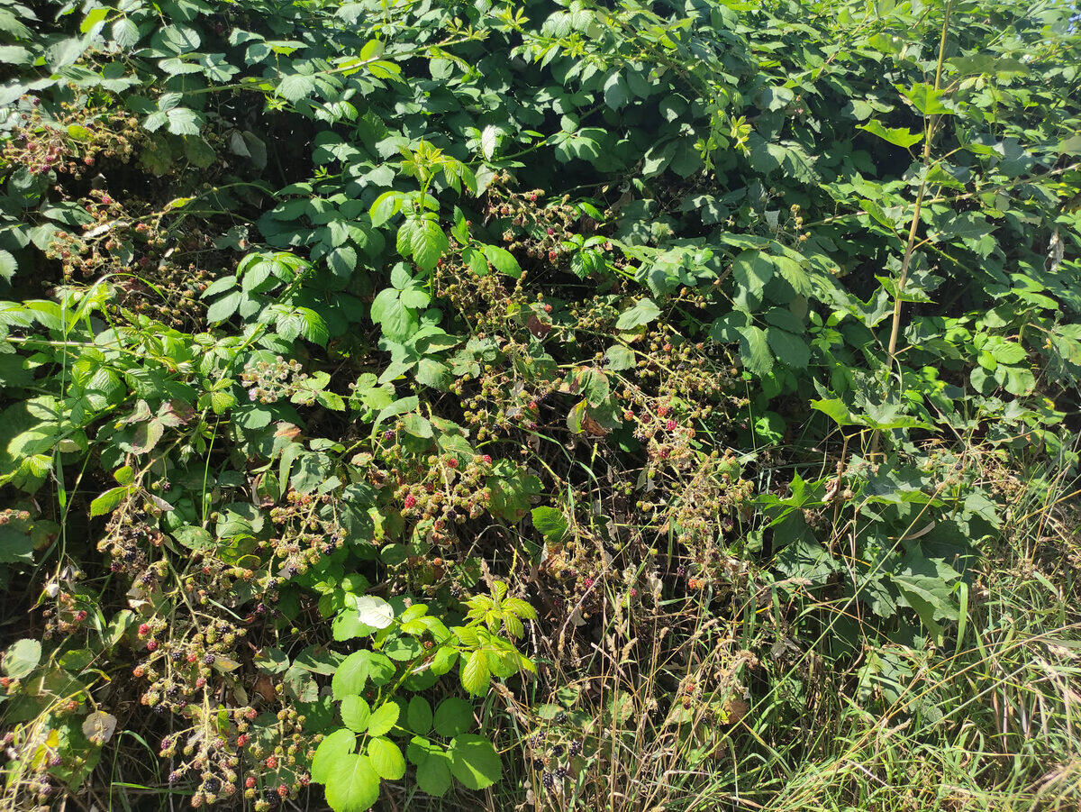 Brombeerstrauch mit reifen schwarzen und noch roten unreifen Beeren nebeneinander – typisches Bild im Hochsommer