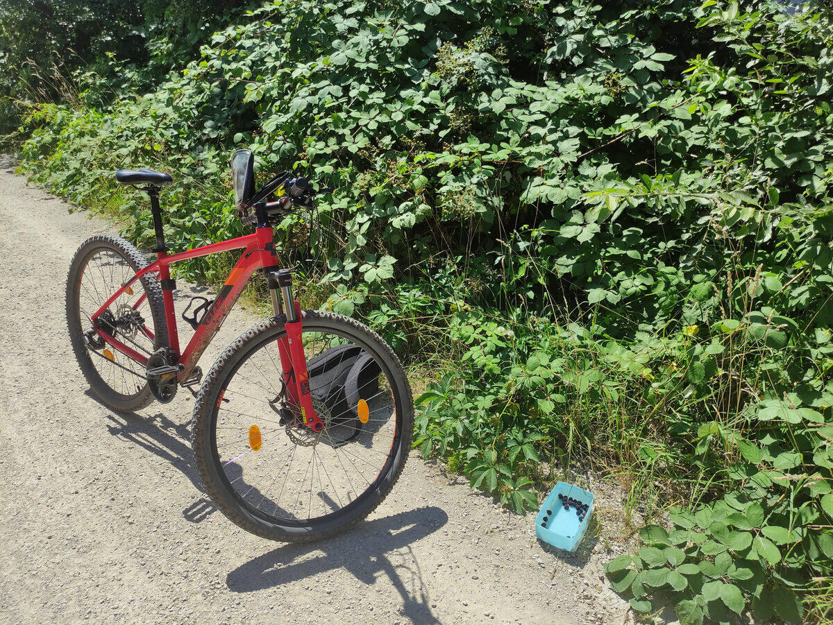 Rotes Fahrrad vor einer Brombeerhecke am Feldweg – Sammelstopp unterwegs