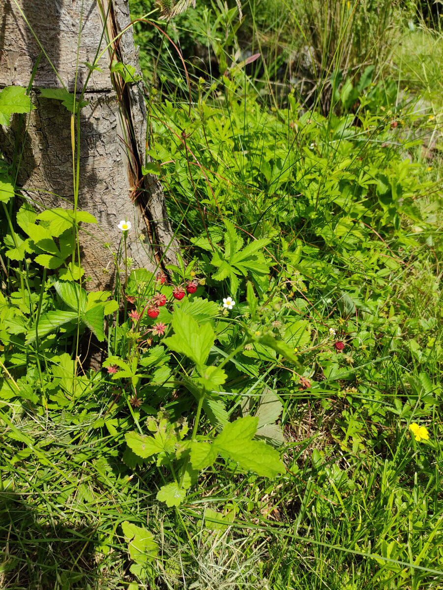 Walderdbeeren wachsen wild an einem Baumstamm im Garten – rote Früchte und weiße Blüten gleichzeitig sichtbar