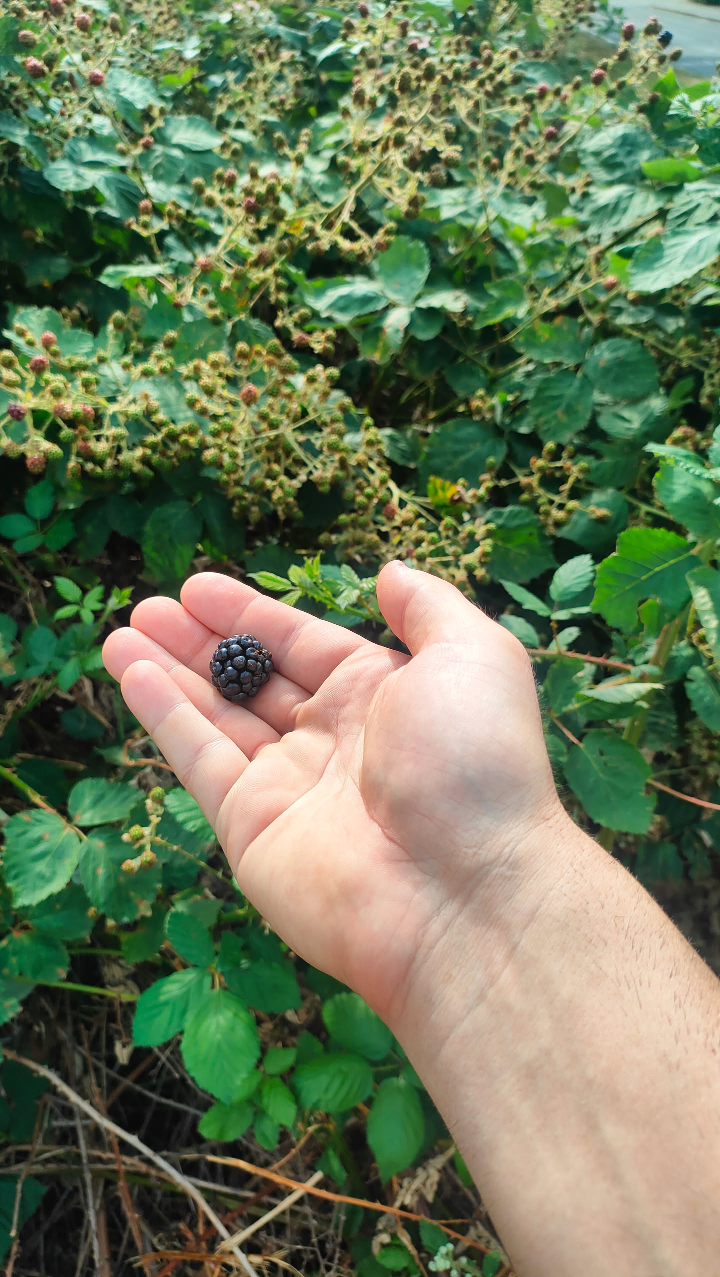 Eine einzelne reife, schwarze Brombeere in einer Hand, im Hintergrund die Hecke mit vielen unreifen Früchten