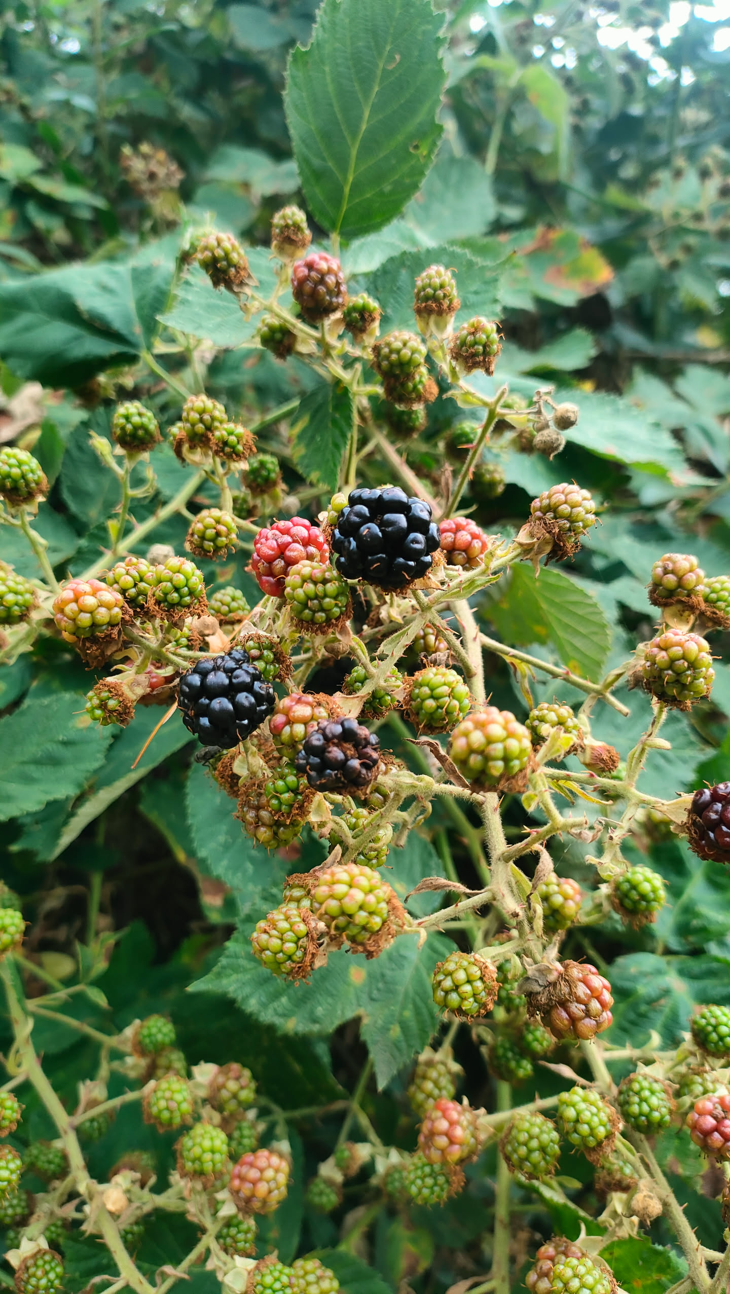 Fruchtstand mit einigen wenigen schwarzen reifen Brombeeren zwischen sehr vielen grünen, unreifen