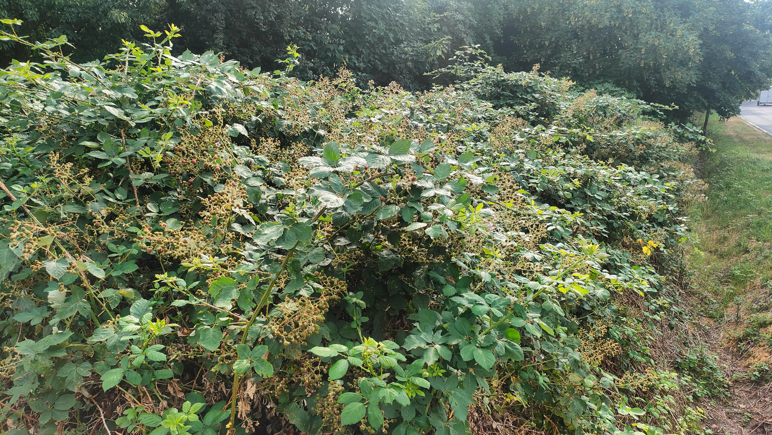 Große, dichte Brombeerhecke am Anfang eines alten Bahndamms neben der Bahnlinie