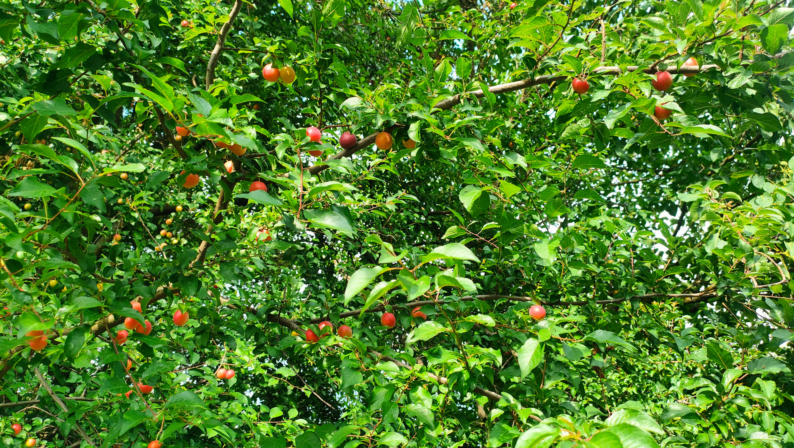 Zweig mit zahlreichen roten und orangefarbenen Kirschpflaumen zwischen grünen Blättern