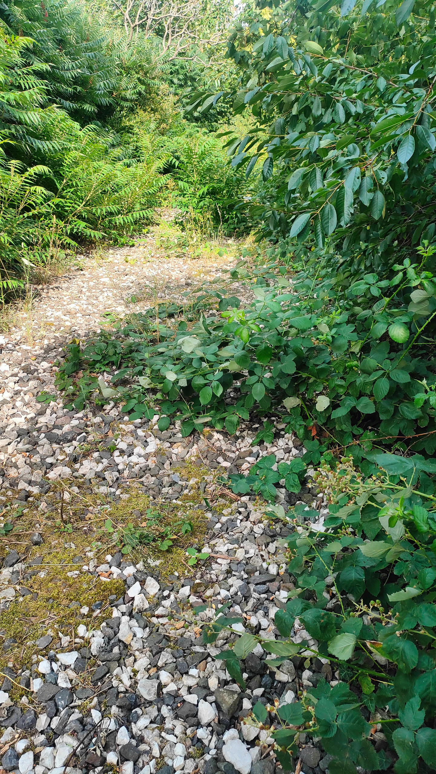 Schmaler Weg über den alten Bahndamm, links Farne, rechts eine Brombeerhecke, dazwischen der alte Schotter