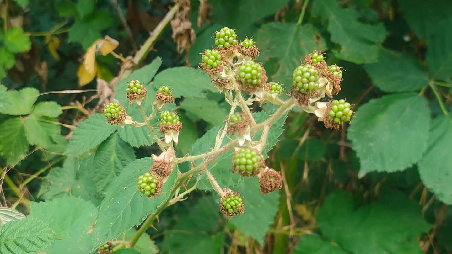 Nahaufnahme einer Brombeer-Fruchtdolde mit vielen grünen, unreifen Beeren