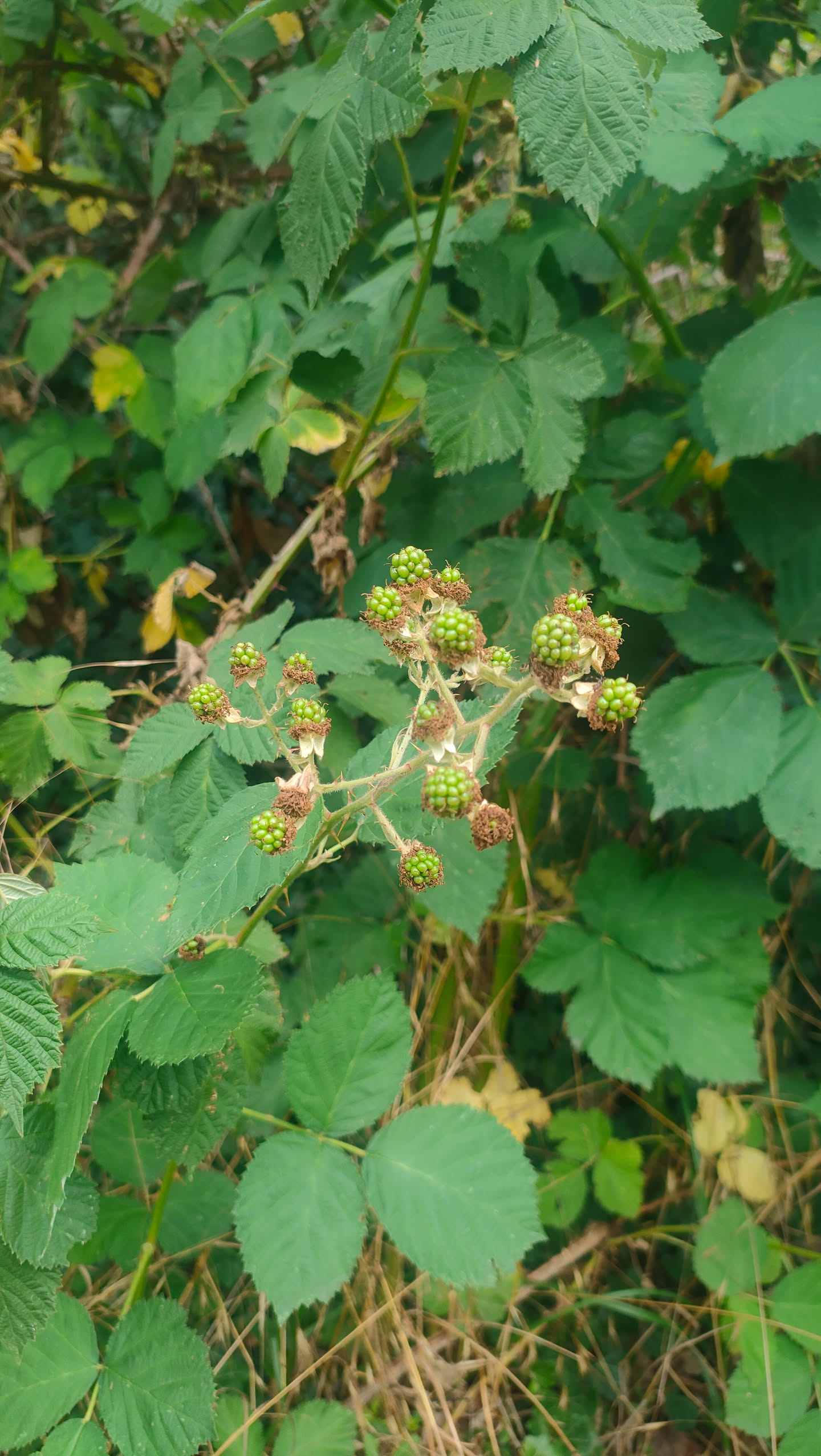 Nahaufnahme einer Brombeer-Fruchtdolde mit vielen grünen, unreifen Beeren
