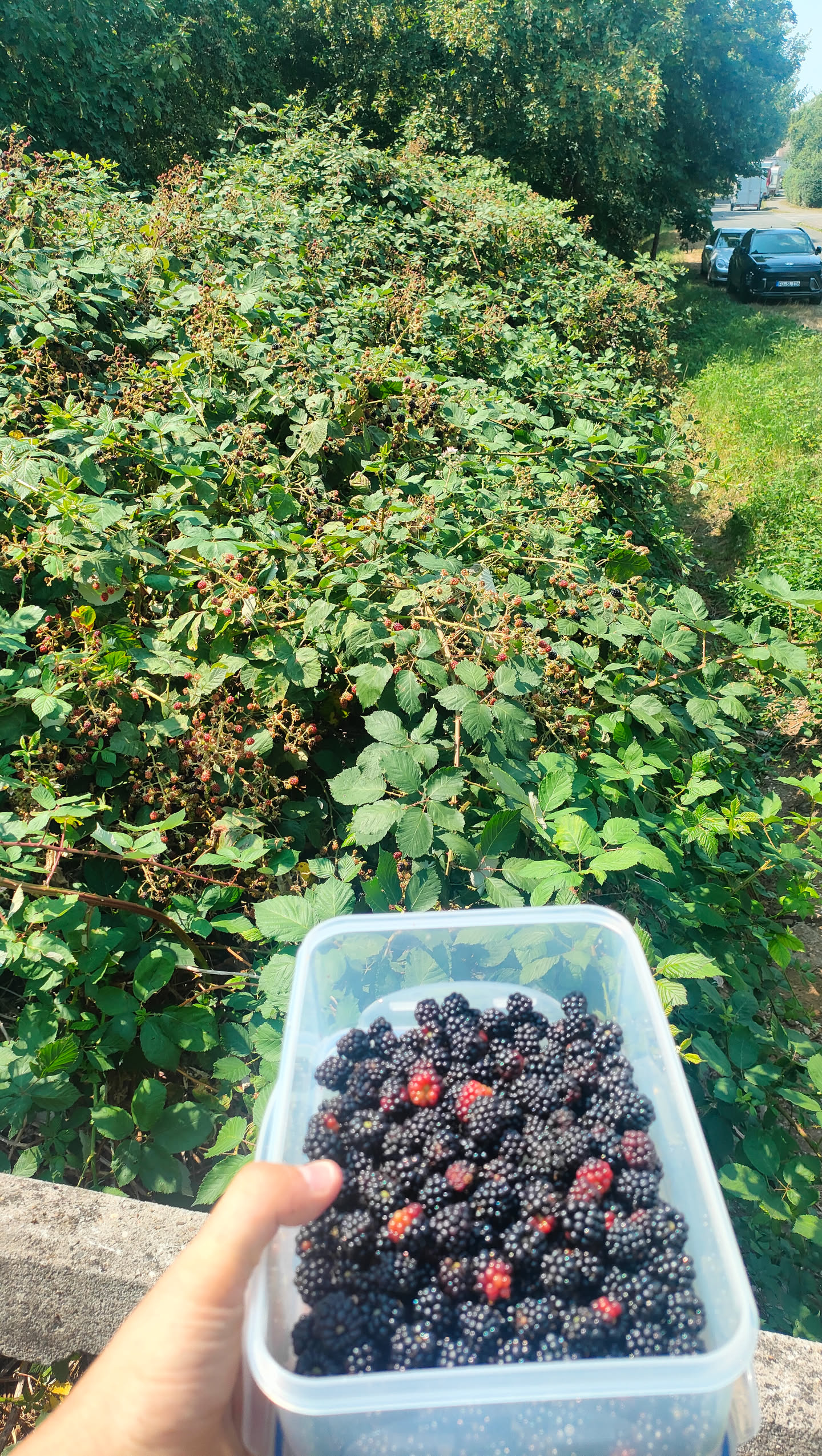 Prall gefüllte Dose Brombeeren vor der großen Hecke am Feldweg
