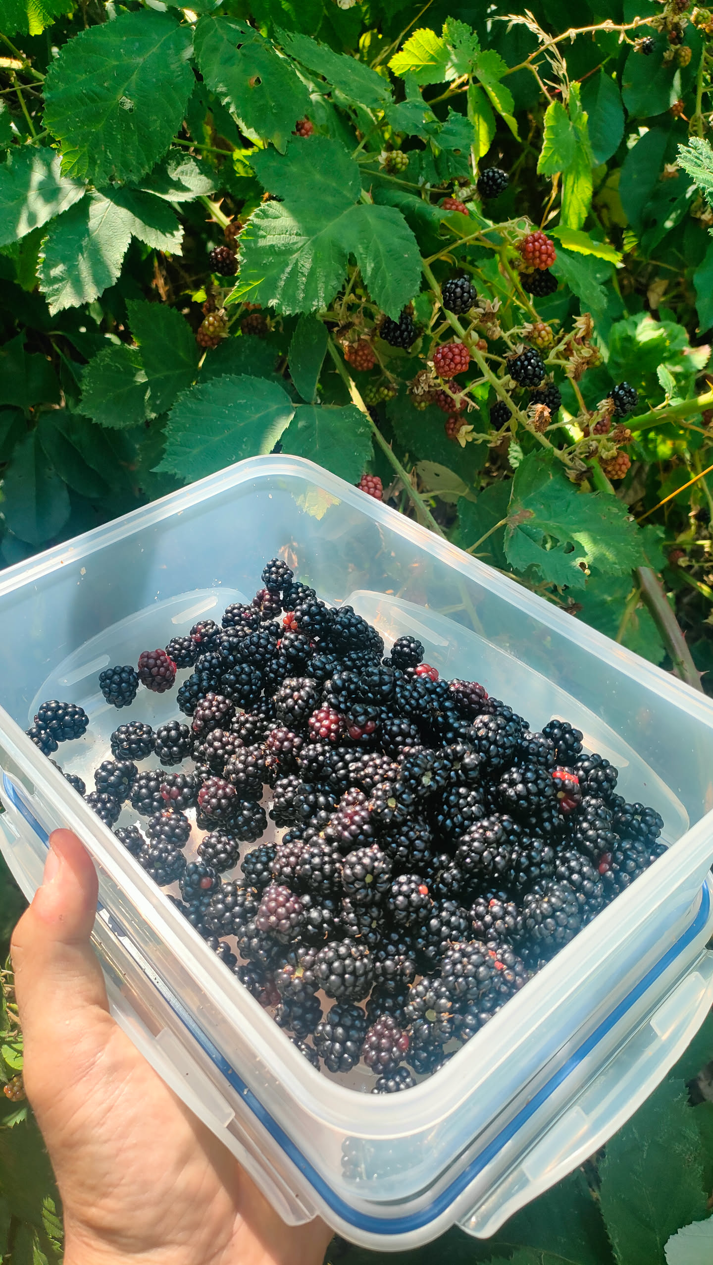 Hand hält eine Dose mit gesammelten Brombeeren vor der Hecke, an der noch weitere reife Beeren hängen