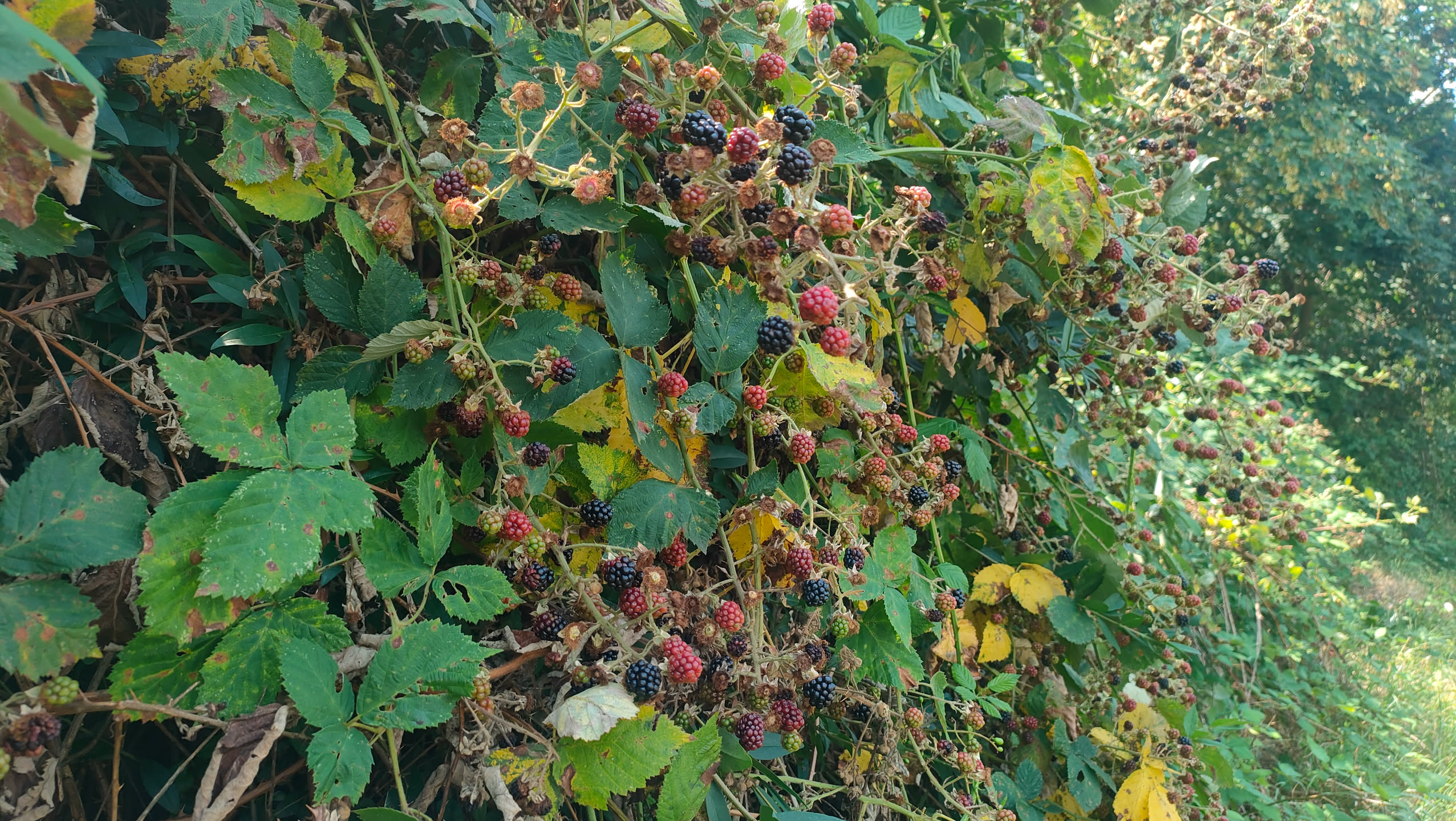 Dichte Brombeerhecke voller reifer schwarzer und unreifer roter Beeren