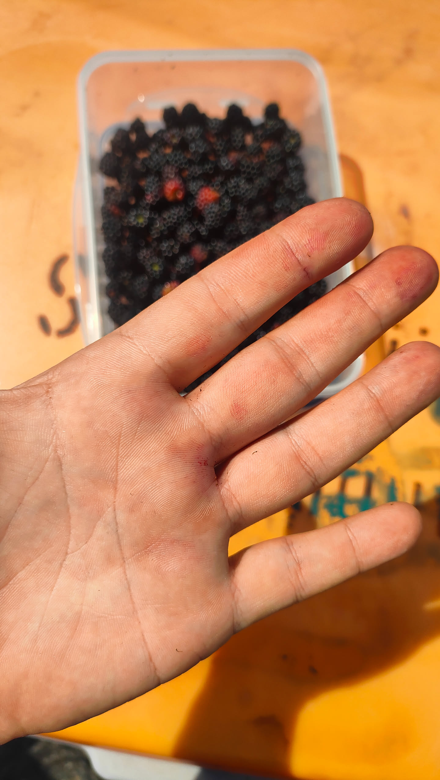 Vom Brombeerpflücken leicht rot verfärbte Fingerkuppen und Handfläche