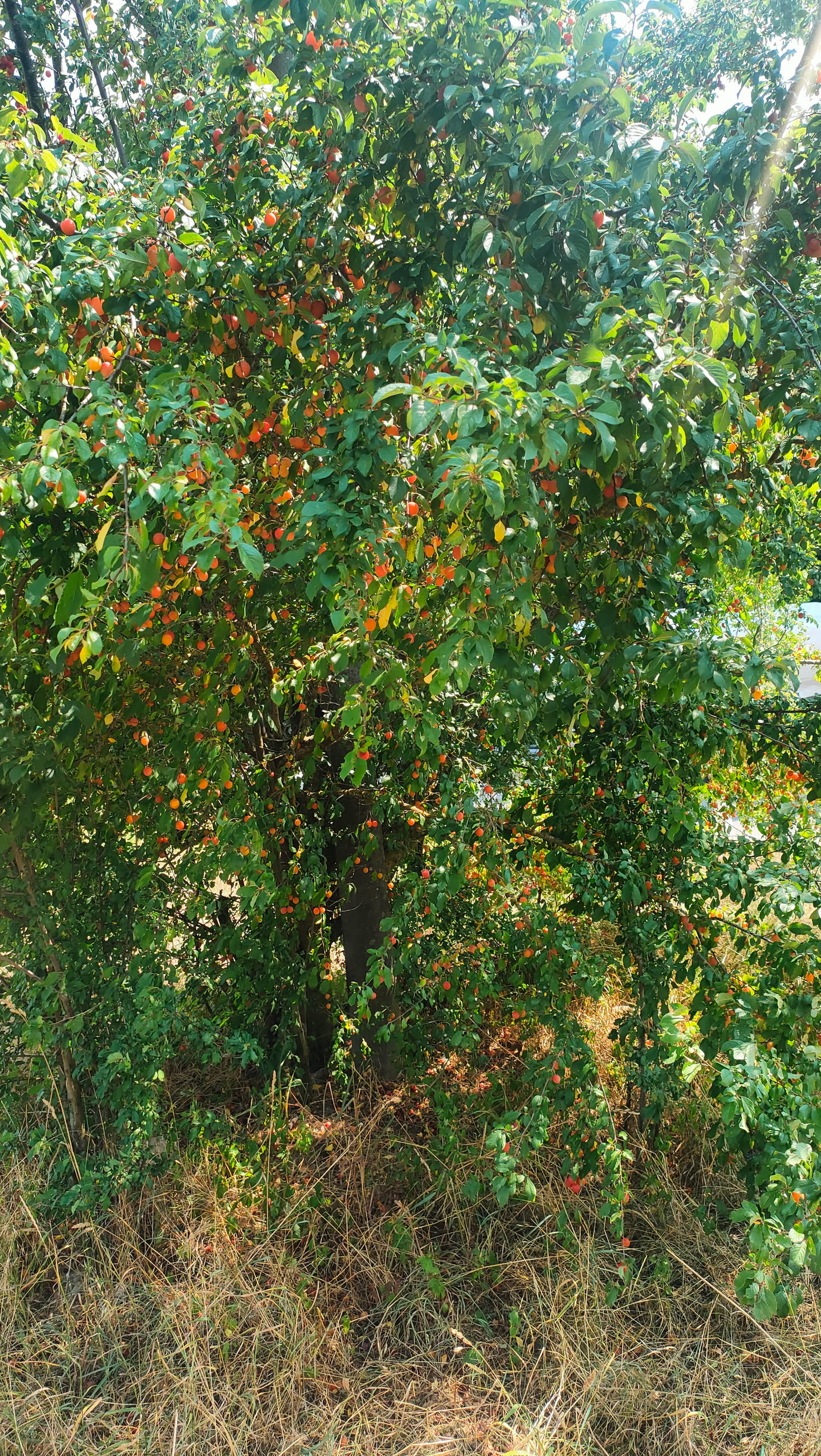 Kirschpflaumenbaum extrem dicht behangen mit orangeroten Früchten