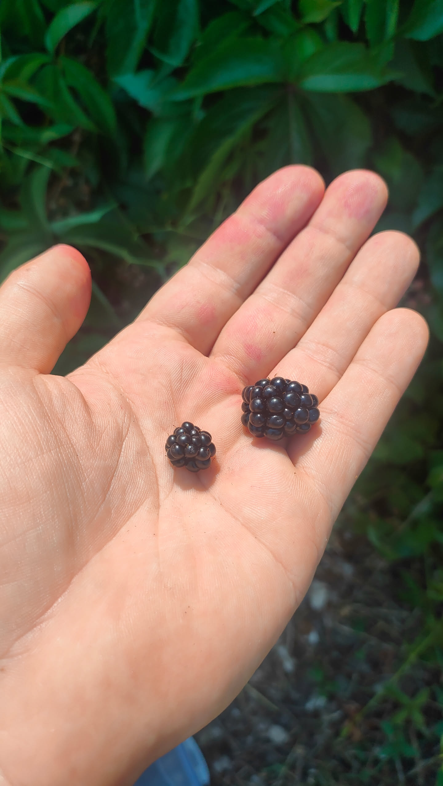 Eine normal große und eine deutlich kleinere Brombeere nebeneinander in einer Hand