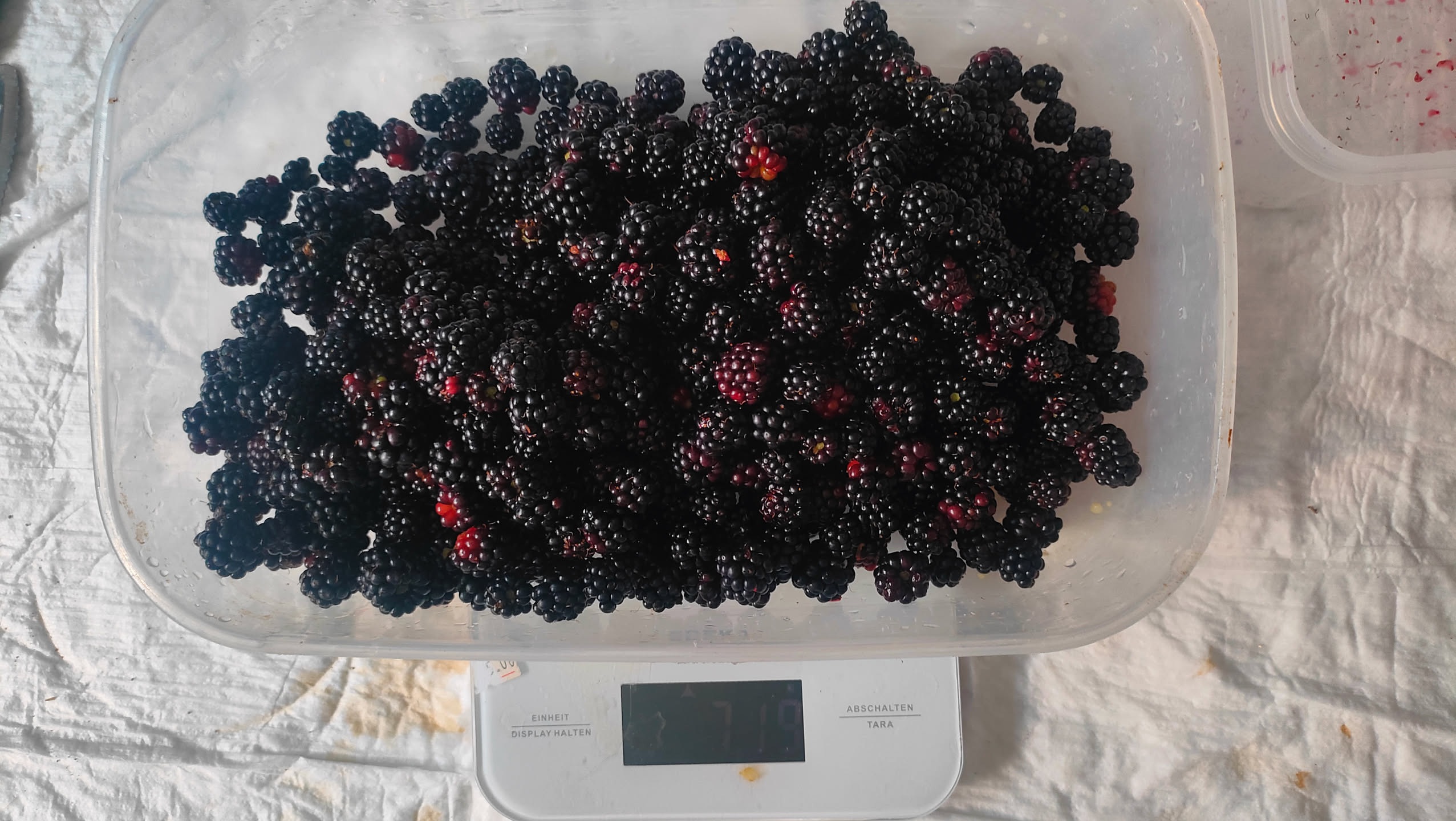Dose voller Brombeeren auf einer Küchenwaage, Anzeige rund 719 Gramm