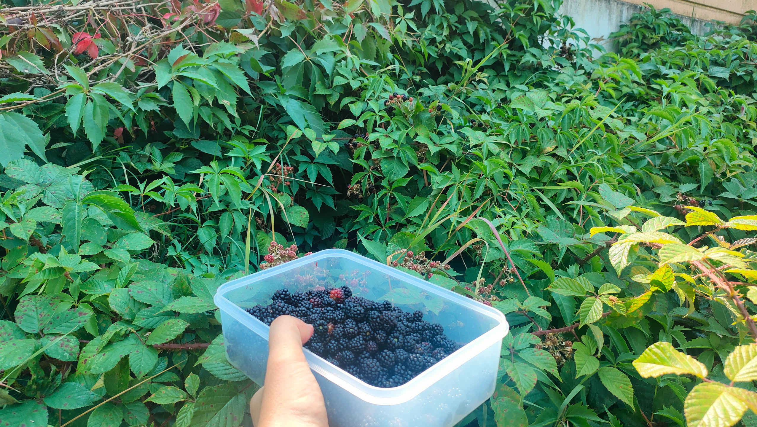 Dose mit gesammelten Brombeeren vor dichtem Blattwerk am Weg zwischen Kleingärten und Bahnlinie