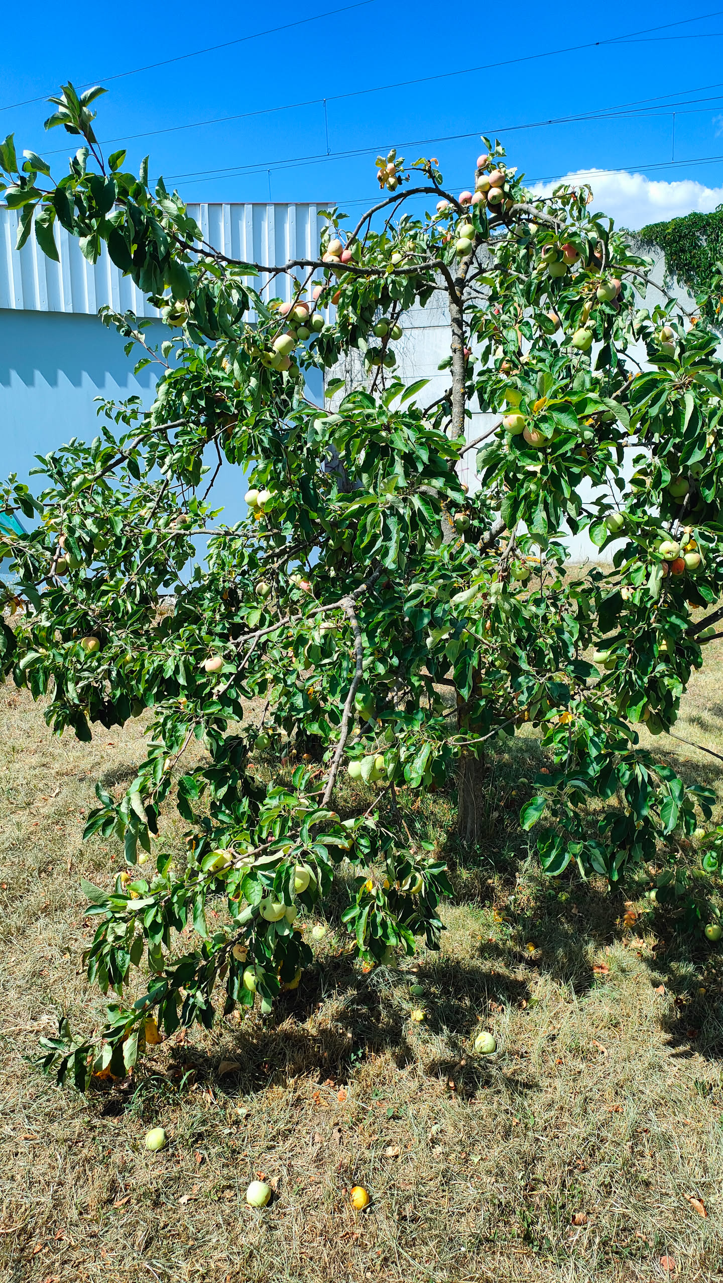 Junger Apfelbaum voller kleiner, noch grün-rosa gefärbter Äpfel