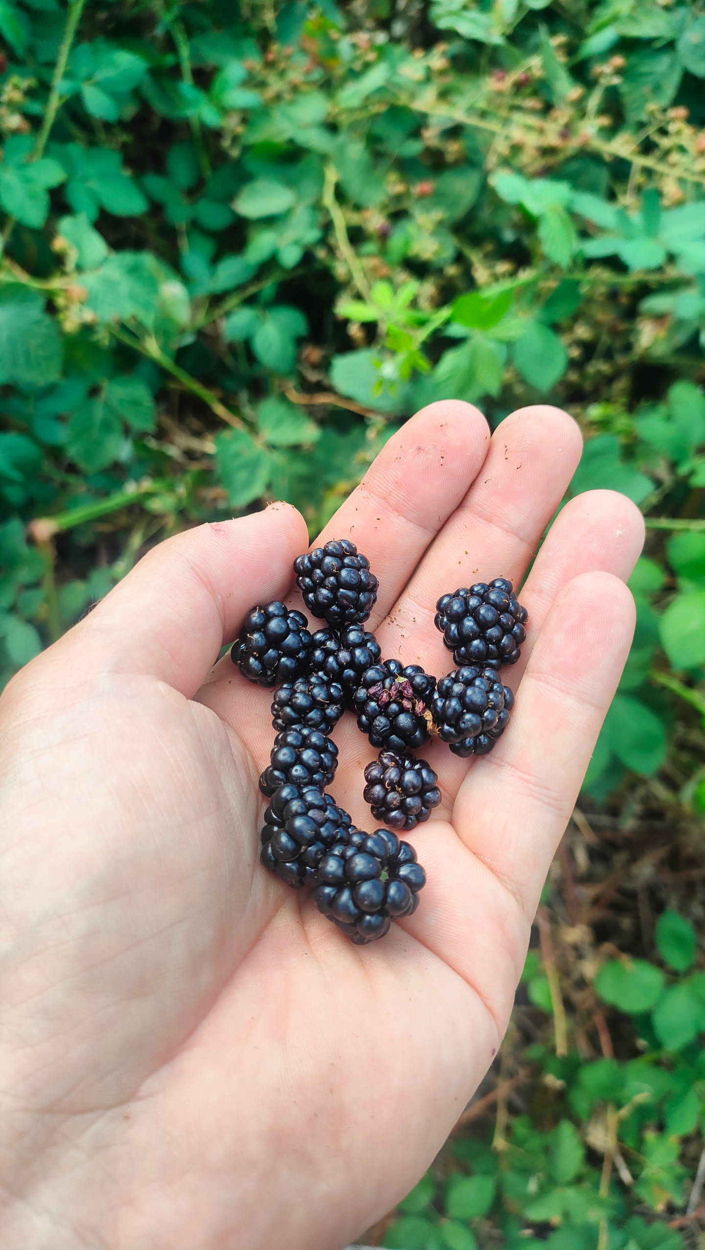 Eine Hand voller reifer schwarzer Brombeeren vor grünem Hintergrund