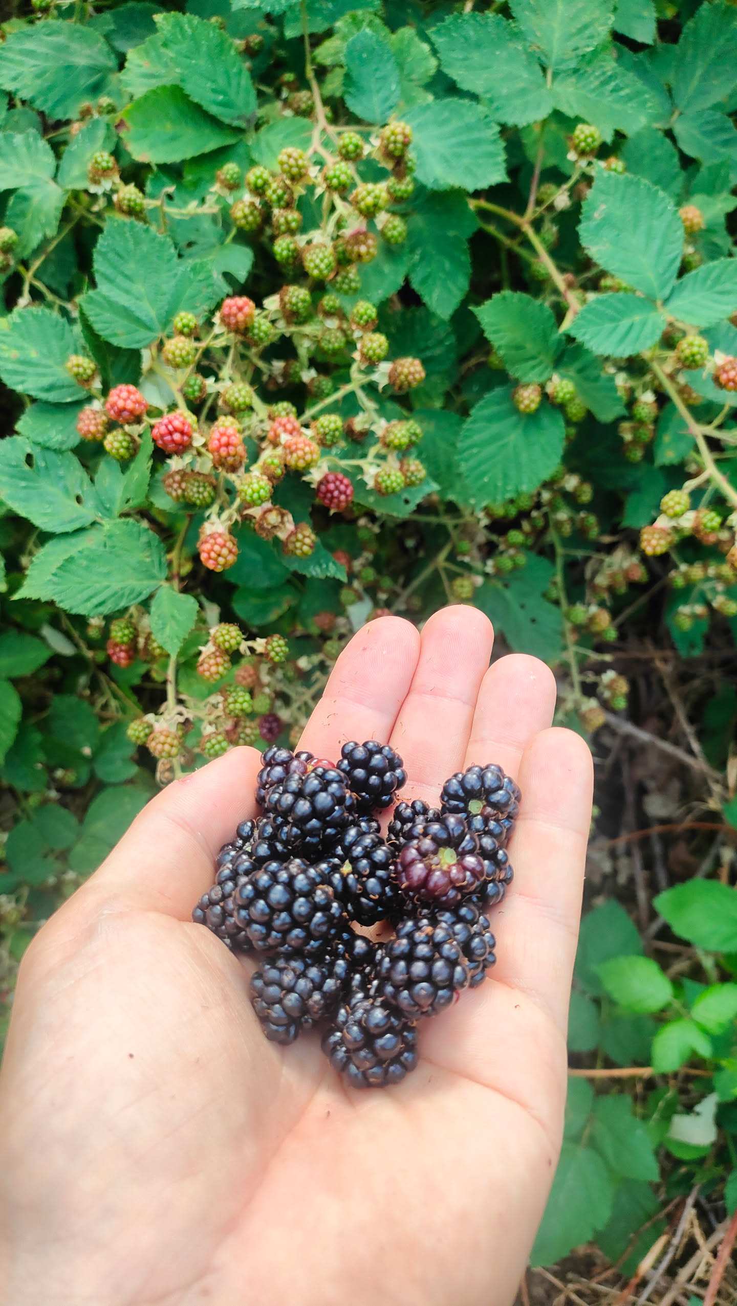 Eine zweite Hand voller reifer schwarzer Brombeeren, im Hintergrund die Hecke mit weiteren Früchten