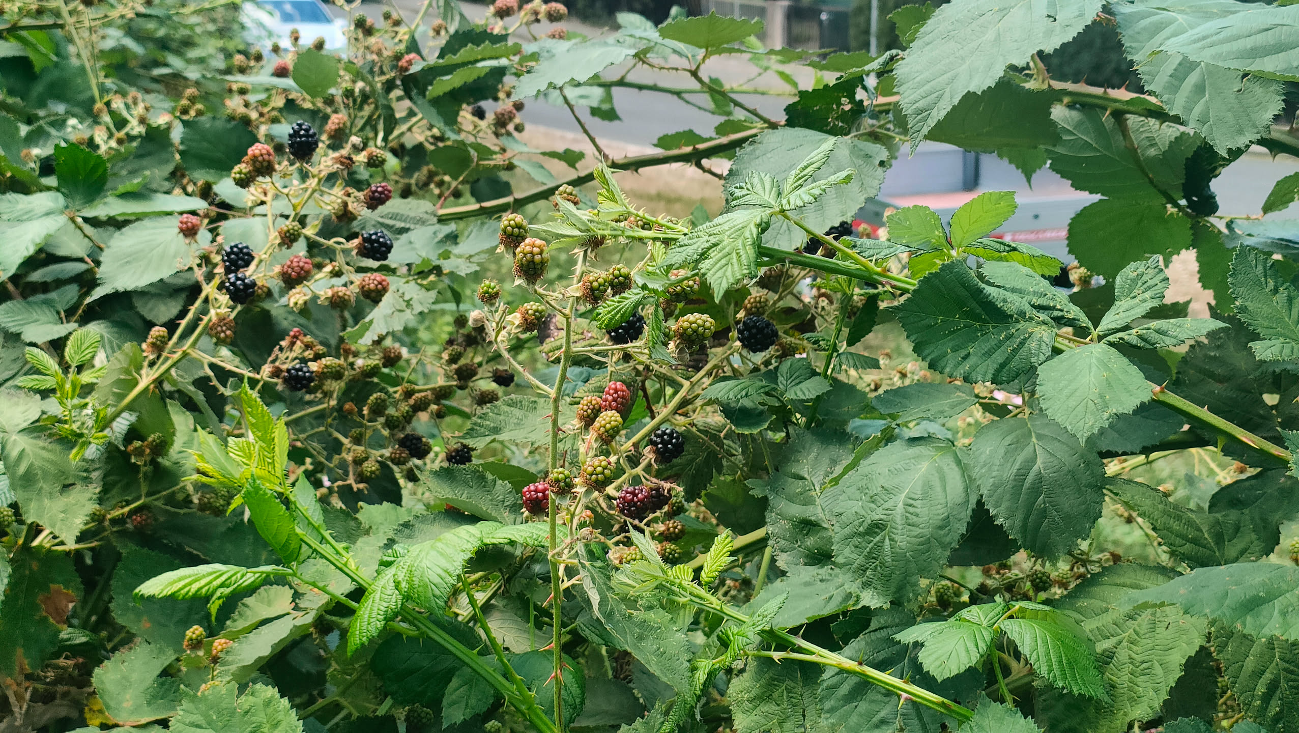 Nahaufnahme der Brombeerhecke mit reifen schwarzen und unreifen roten Beeren zwischen dornigen Ranken