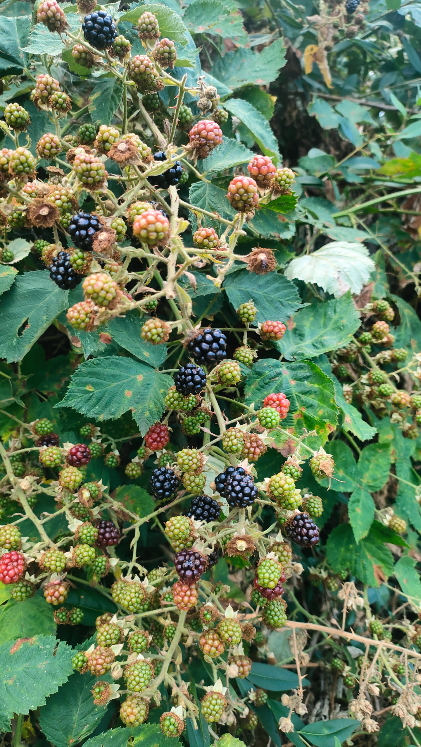 Dichte Brombeerranken mit vielen reifen schwarzen und unreifen roten Früchten an einer weiteren Stelle der bekannten Hecke