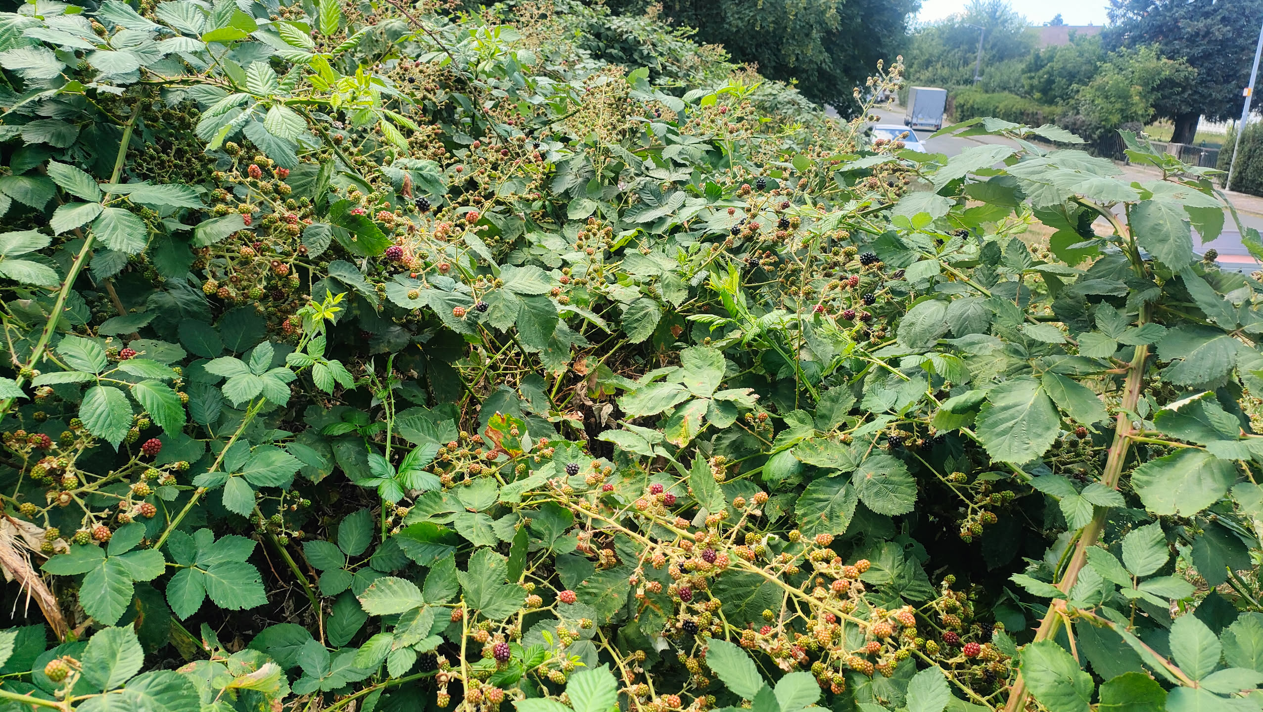 Dichte Brombeerhecke am Anfang des Bahndamms mit reifen und unreifen Früchten in vielen Rot- und Schwarztönen