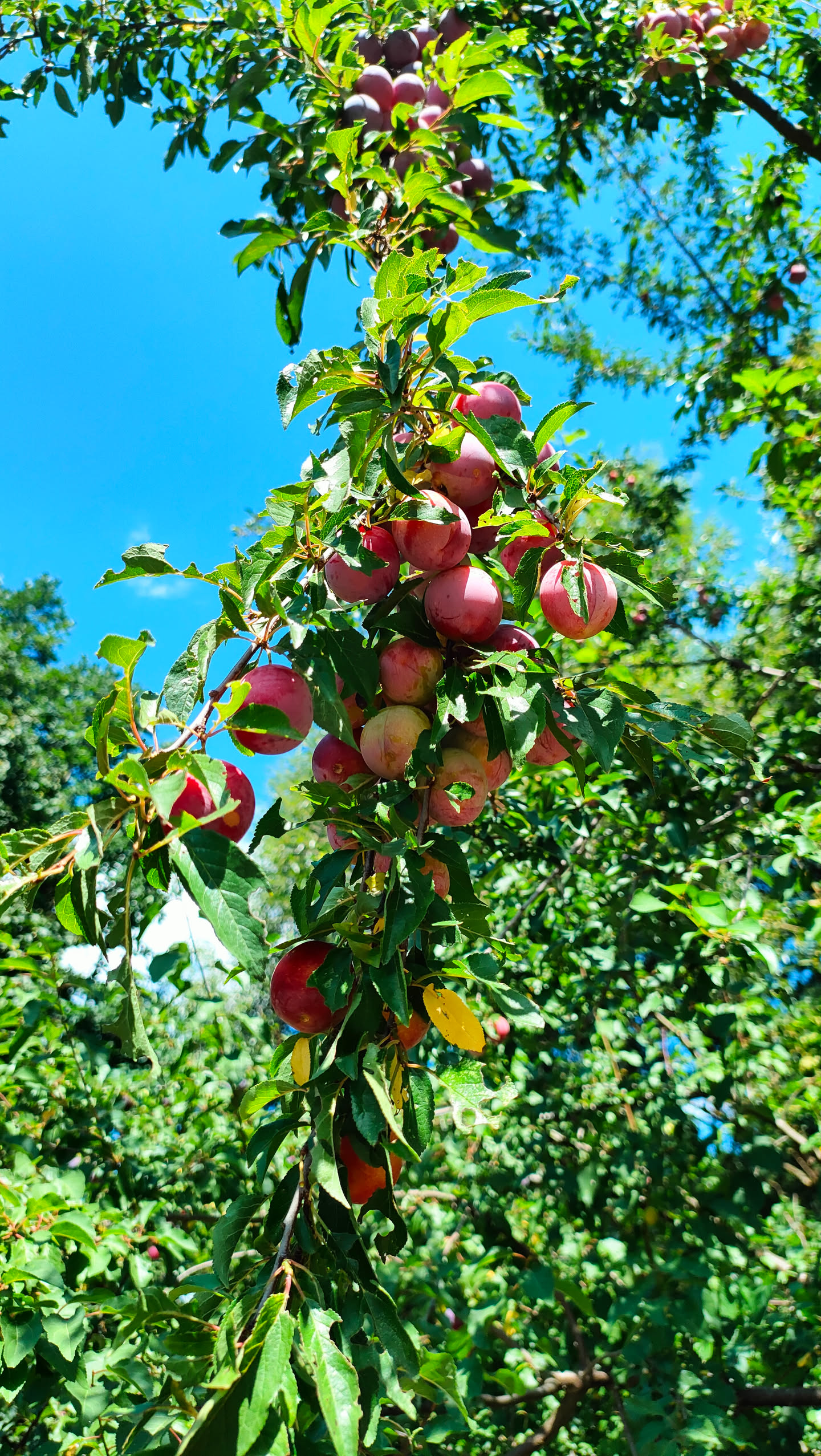 Zweig voller reifer rosa-roter Kirschpflaumen vor blauem Himmel, Nahaufnahme von unten