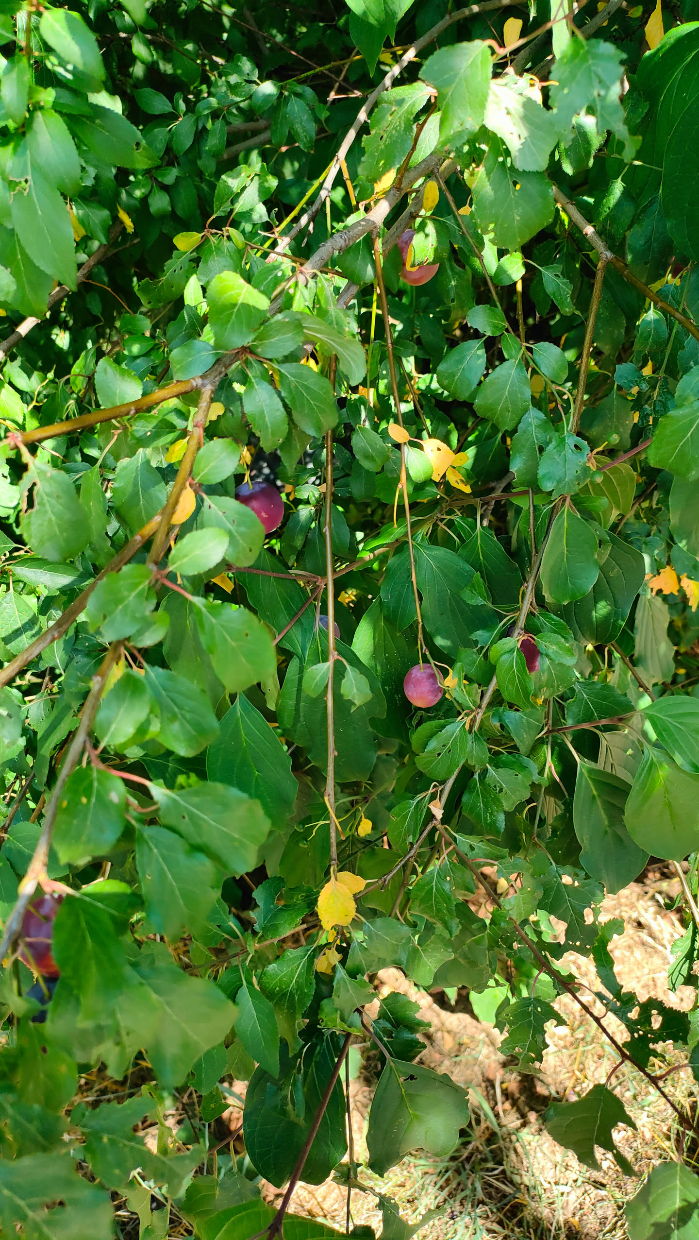 Dunkel gefärbte, schattige Kirschpflaumen zwischen grünen Blättern im Inneren des Baums