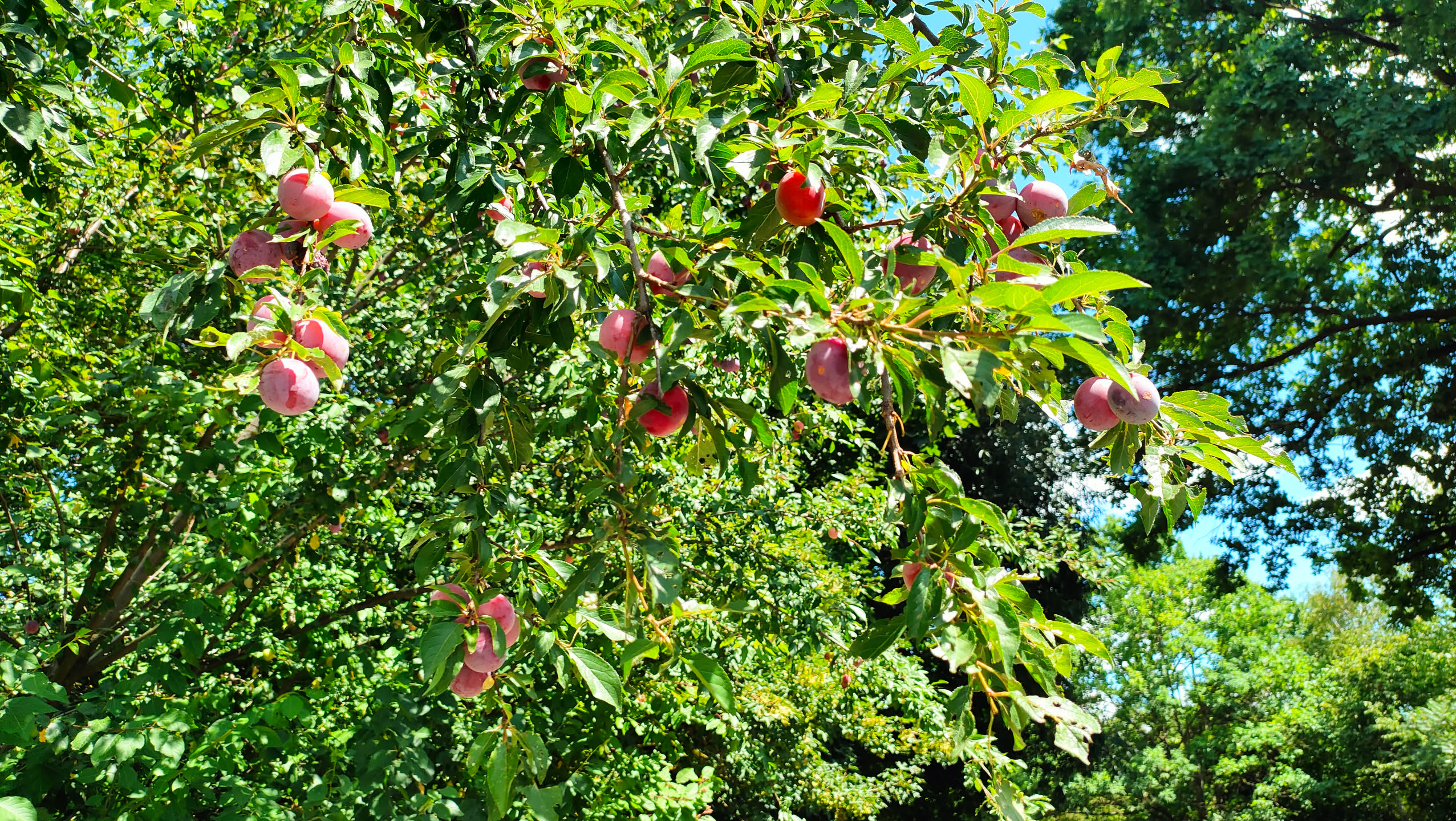 Weiterer Zweig mit vielen reifen rosa-roten Kirschpflaumen vor blauem Himmel