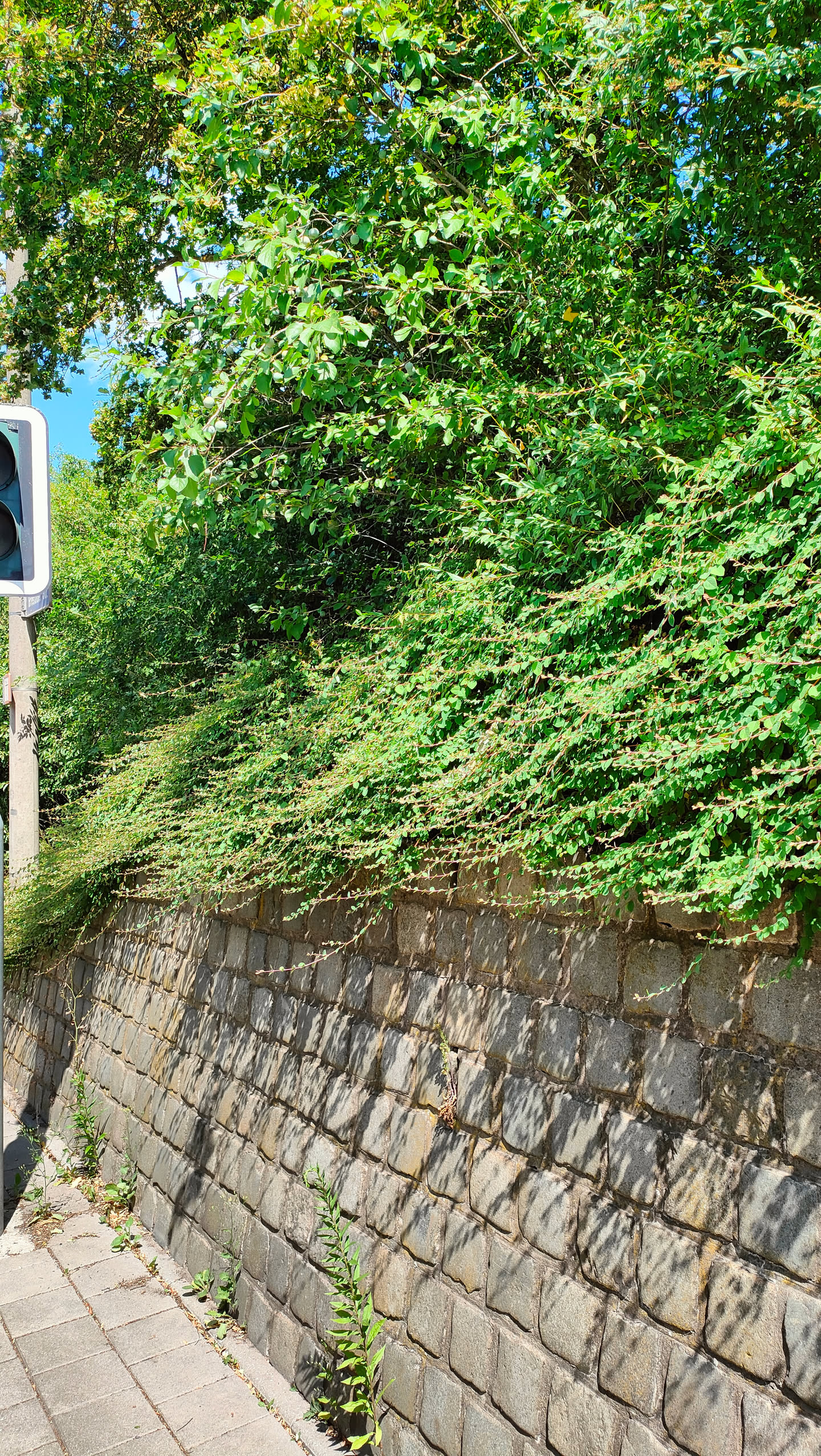 Baum und dichtes Gebüsch oben auf einer hohen Steinmauer am Straßenrand, nur von unten erreichbar