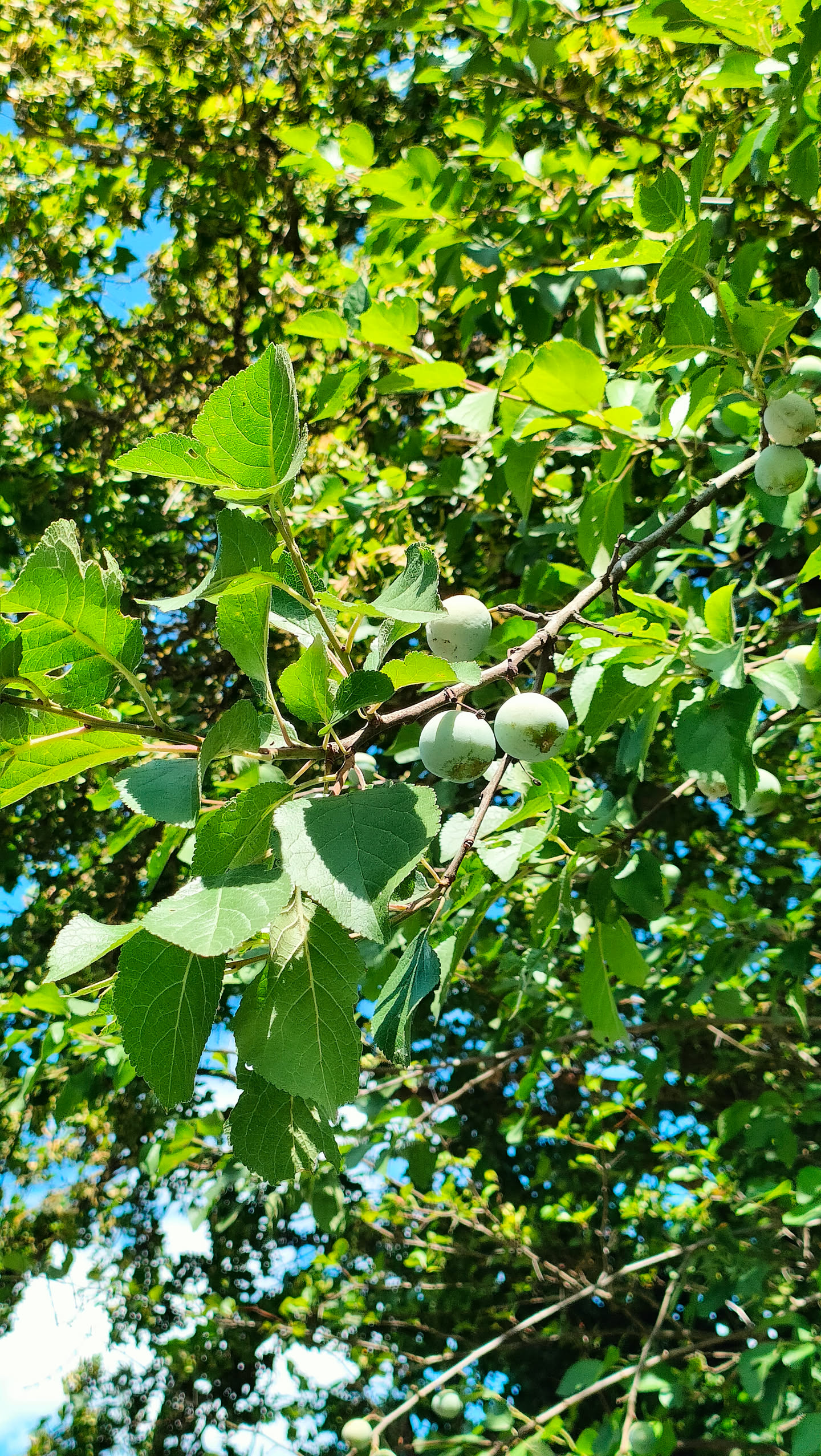 Zweig mit mehreren kleinen, runden, komplett grünen und noch harten Früchten zwischen breiten, spitz gezähnten Blättern