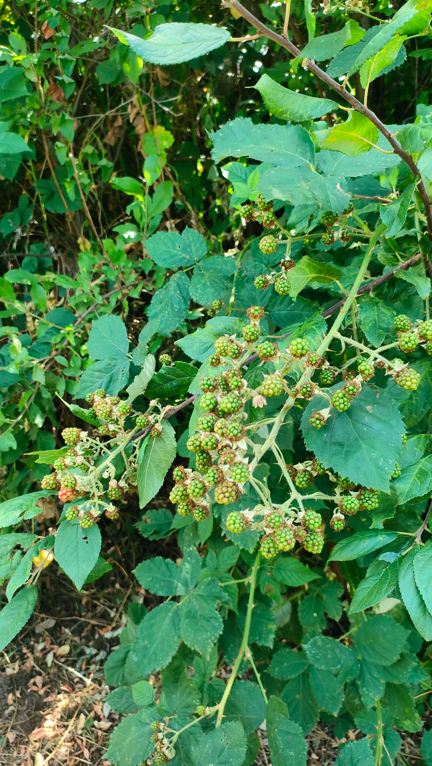 Fruchtstand mit vielen kleinen grünen, unreifen Brombeeren zwischen Farnen am Wegrand