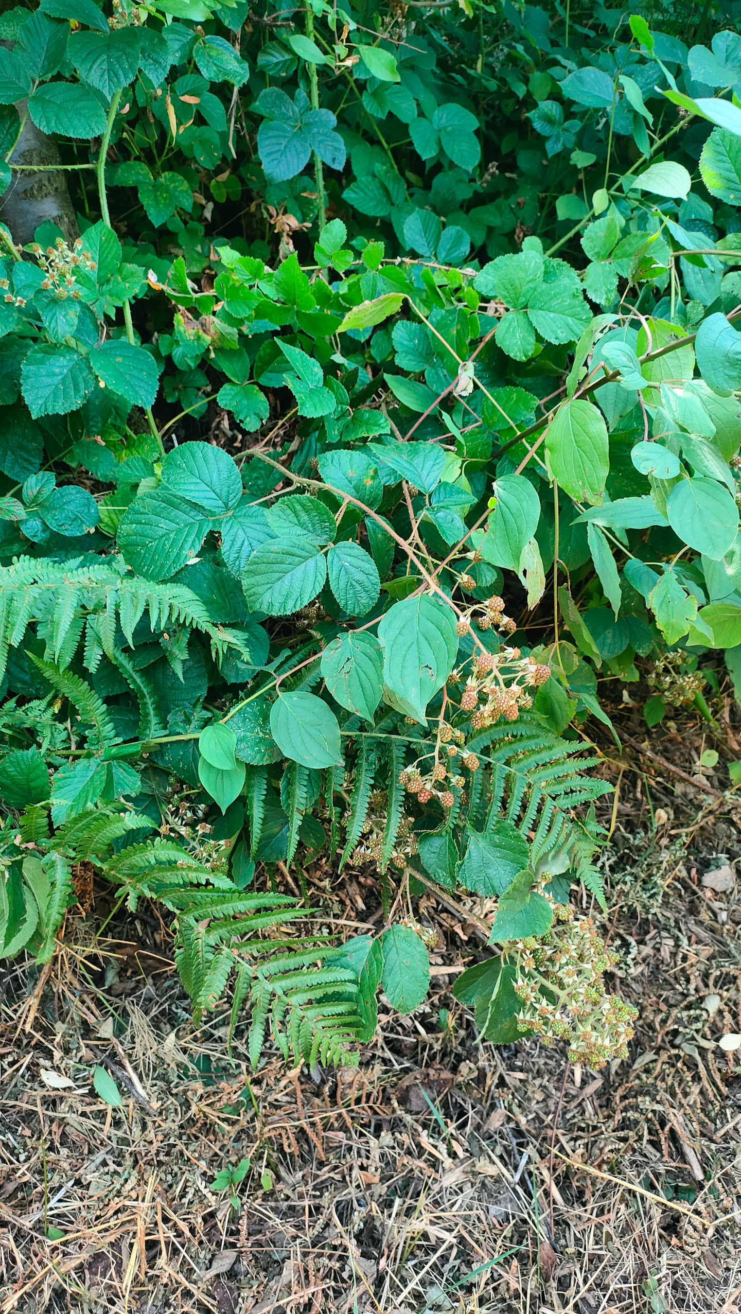 Brombeerranken mit überwiegend grünen, unreifen Fruchtständen im Schatten zwischen Farnen am Wegrand