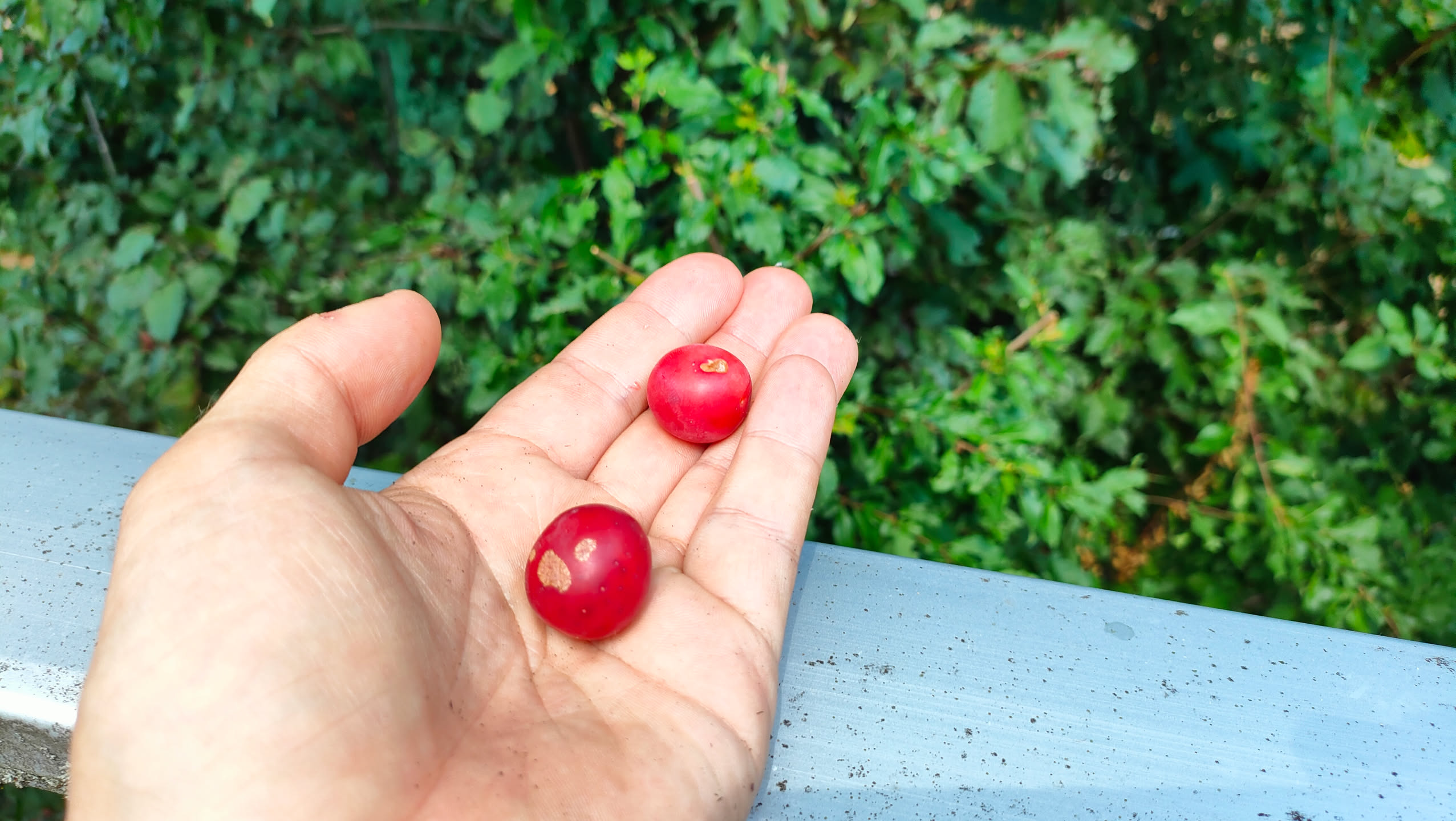 Zwei reife rote Kirschpflaumen in einer Hand, im Hintergrund eine Hecke