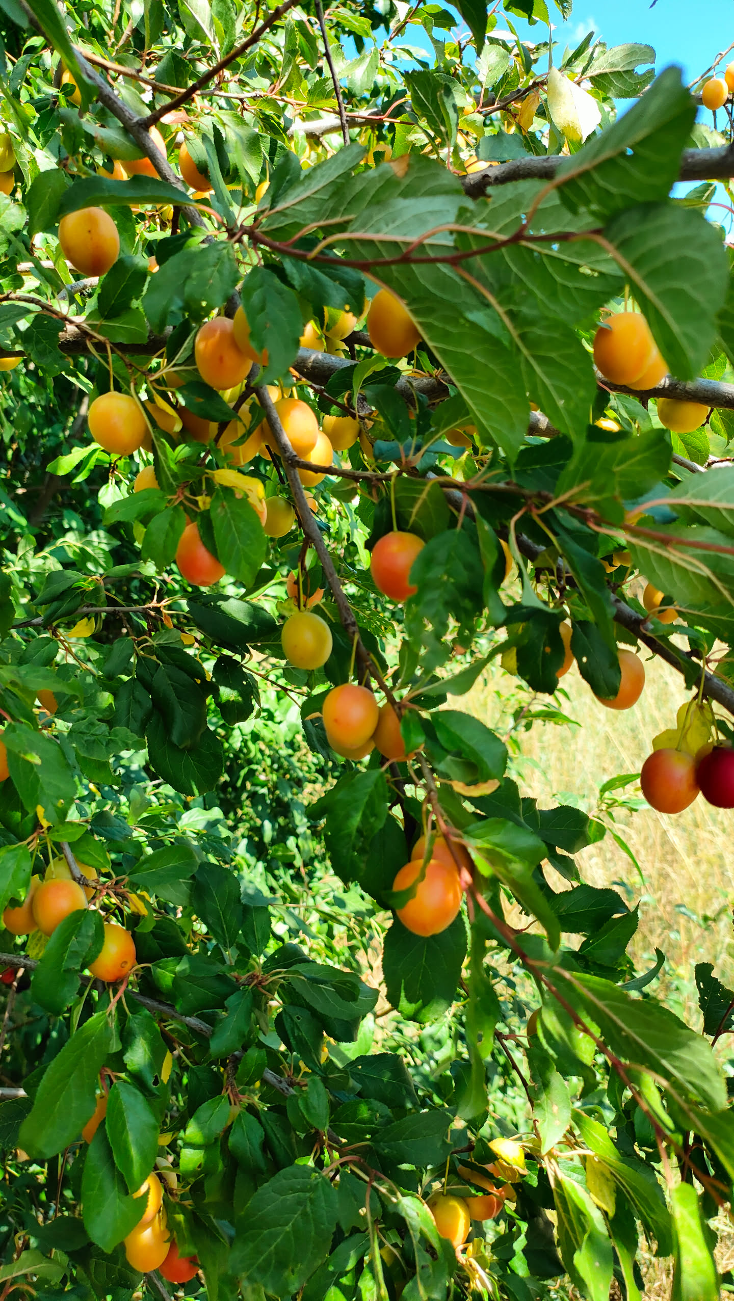 Zweig mit überwiegend gelben und orangefarbenen, teils roten Kirschpflaumen zwischen grünen Blättern
