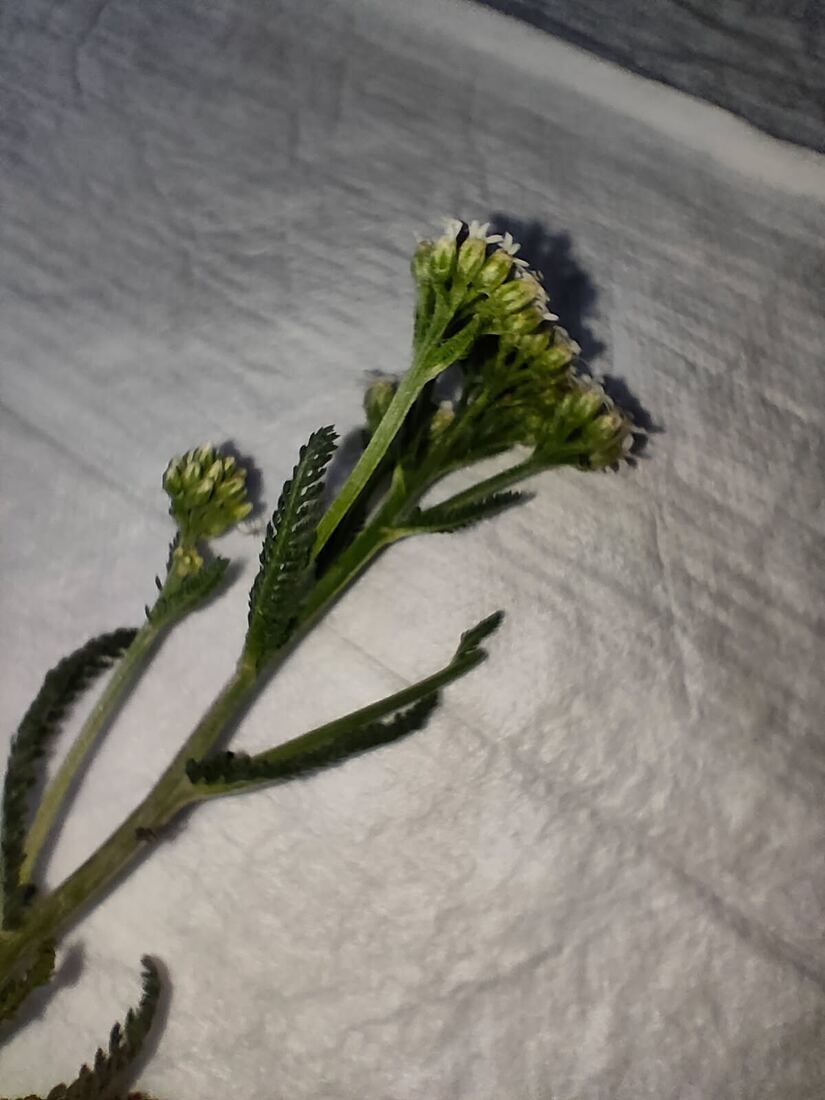 Ein Zweig Schafgarbe mit Blättern und beginnender Blüte auf einem Tuch