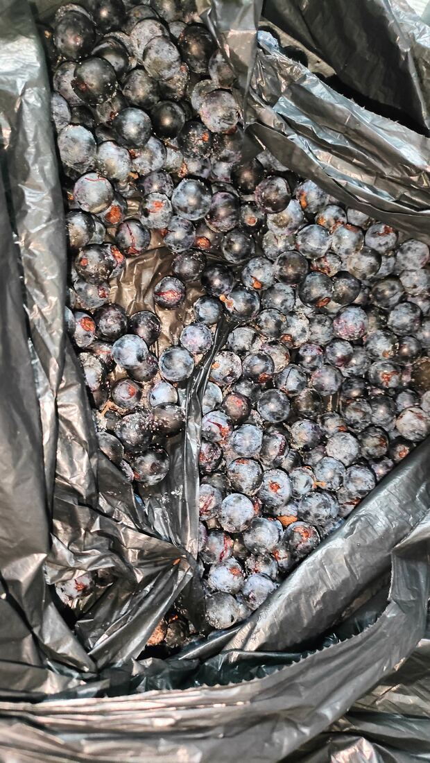 Beutel mit tiefgefrorenen Schlehenbeeren, deutlich mit Reif überzogen