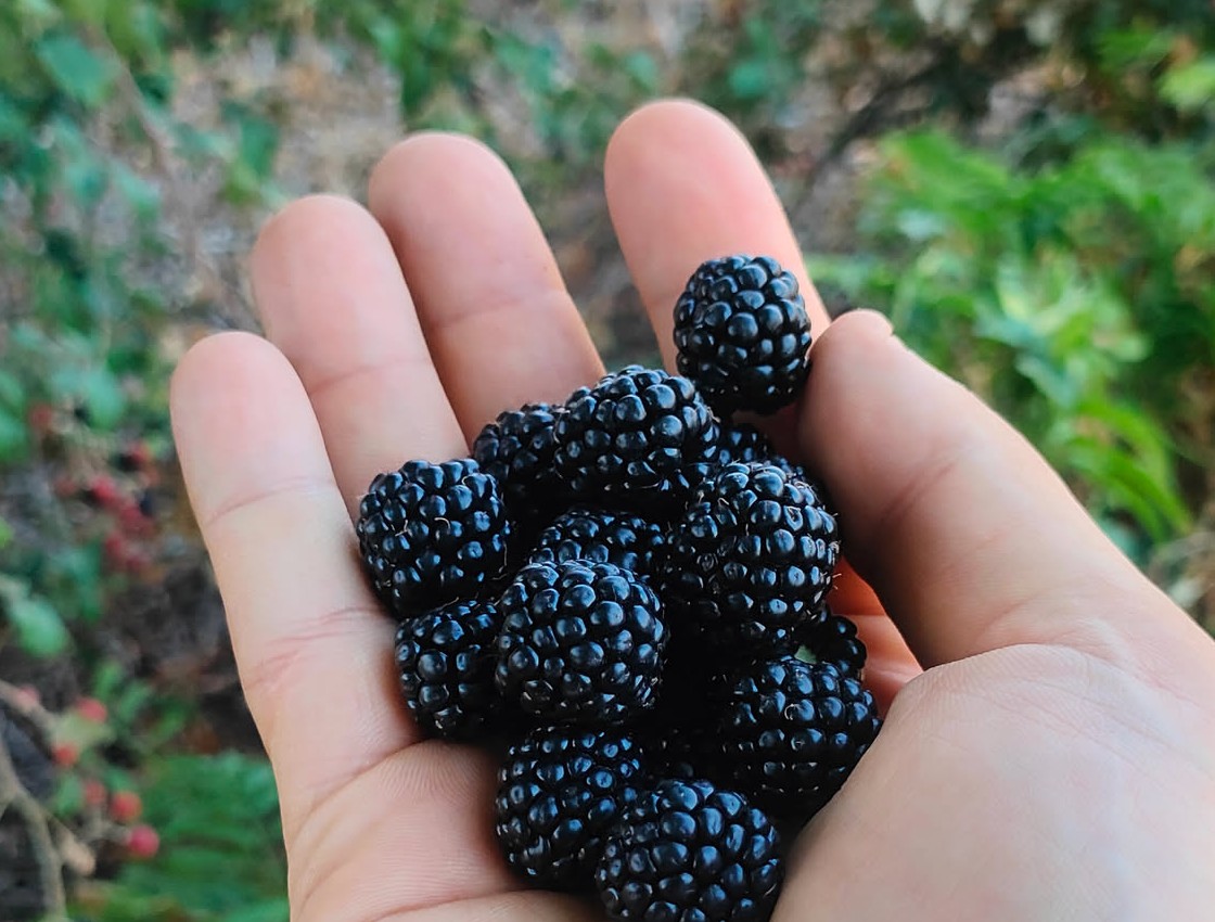 Hand voller frisch gepflückter reifer Brombeeren, Nahaufnahme