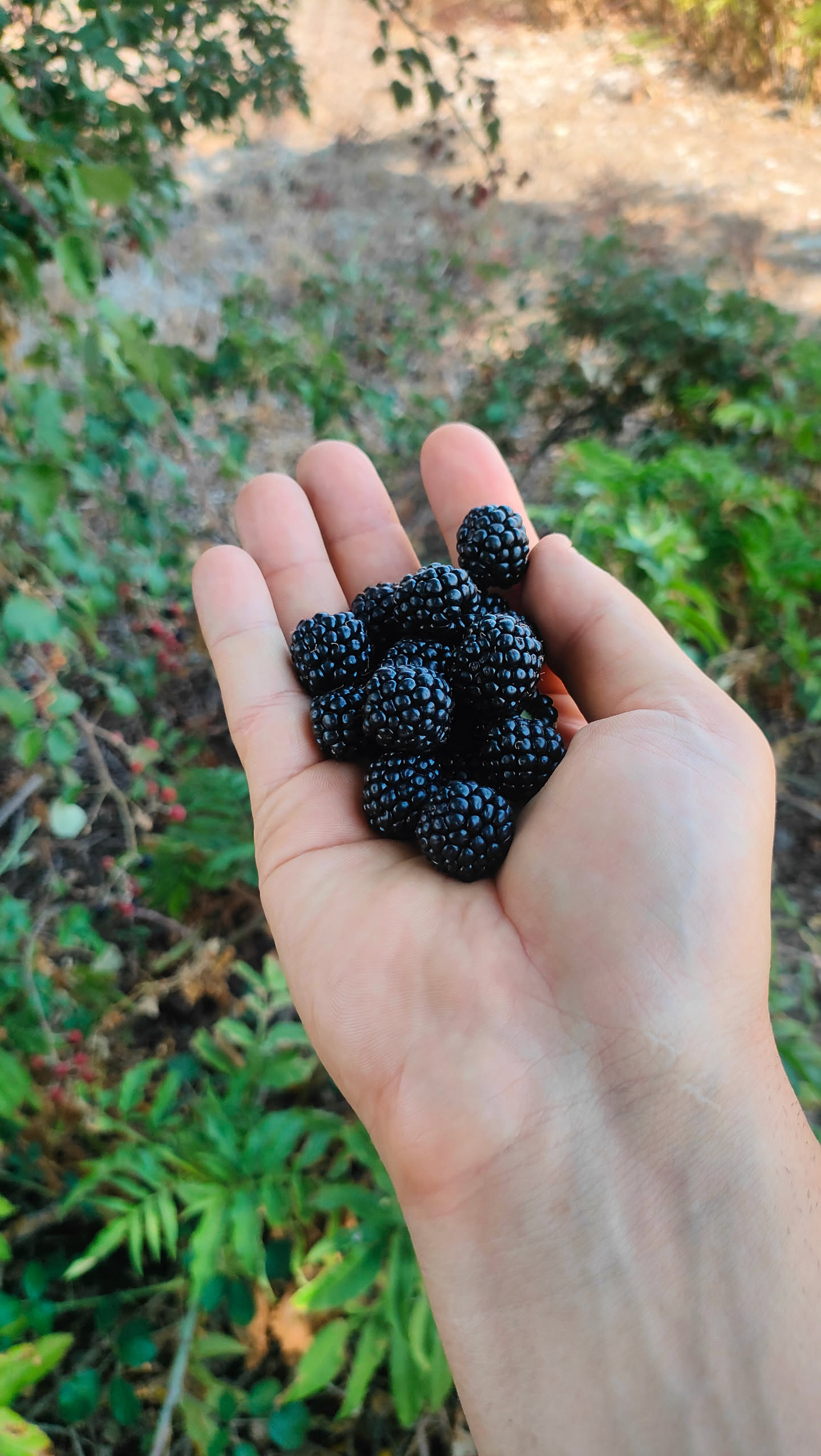 Eine Hand voller außergewöhnlich großer, glänzend schwarzer Brombeeren