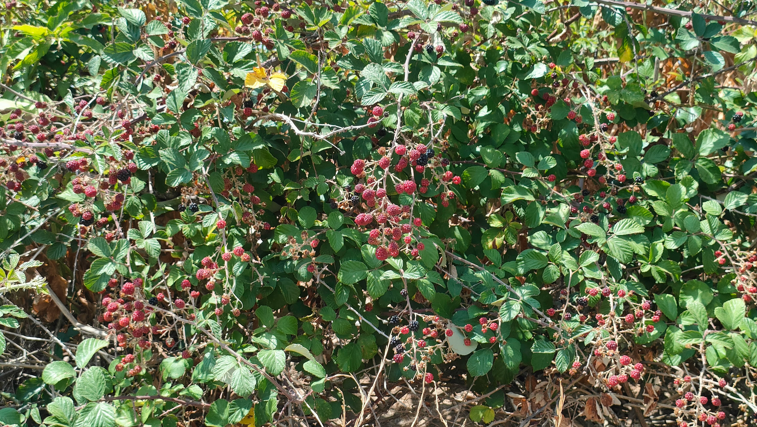 Riesiger, dicht behangener Brombeerbusch, der komplette Bildausschnitt voller roter und schwarzer Beeren