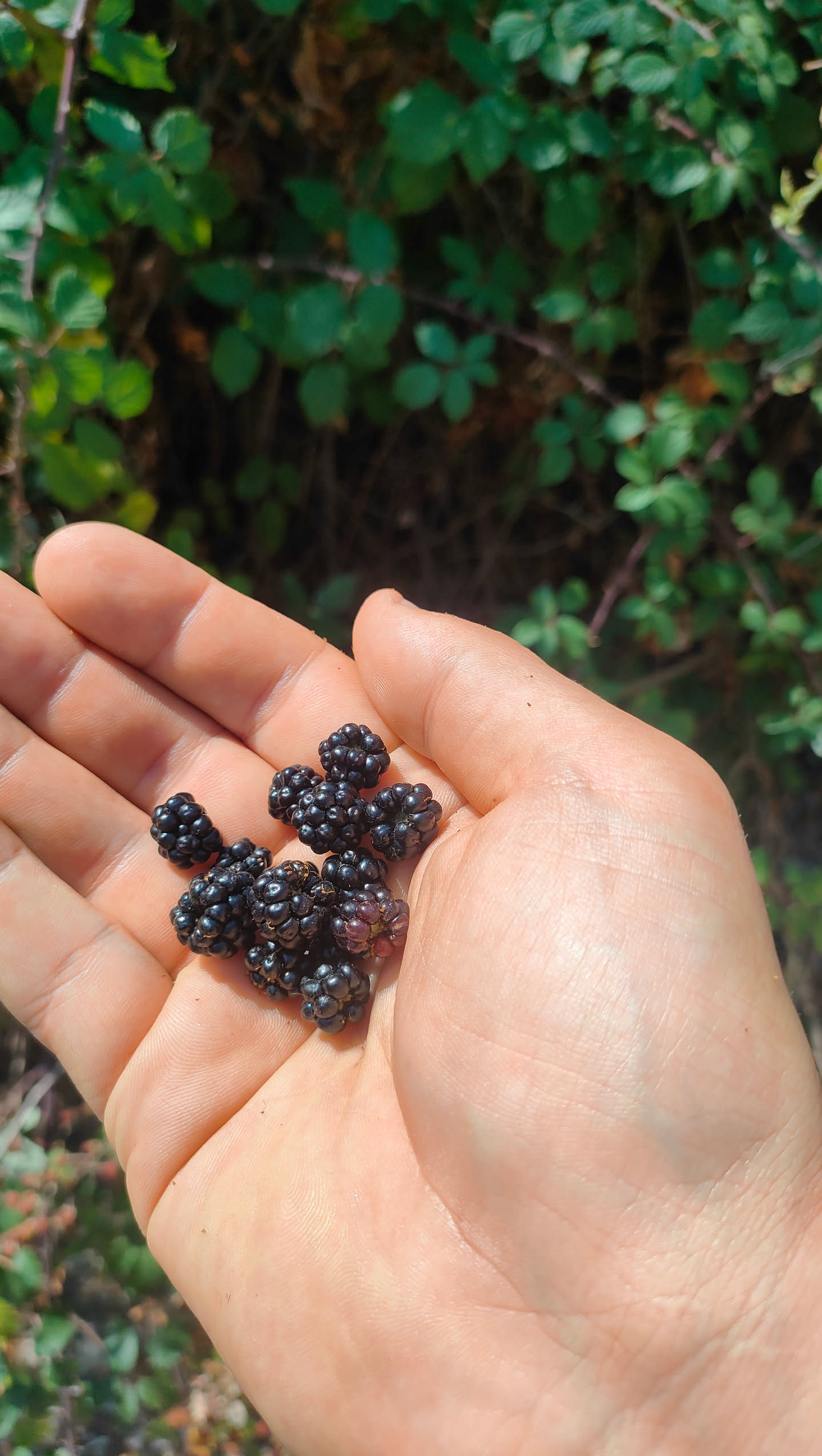 Eine Handvoll reifer, glänzend schwarzer Brombeeren vor grünem Hintergrund