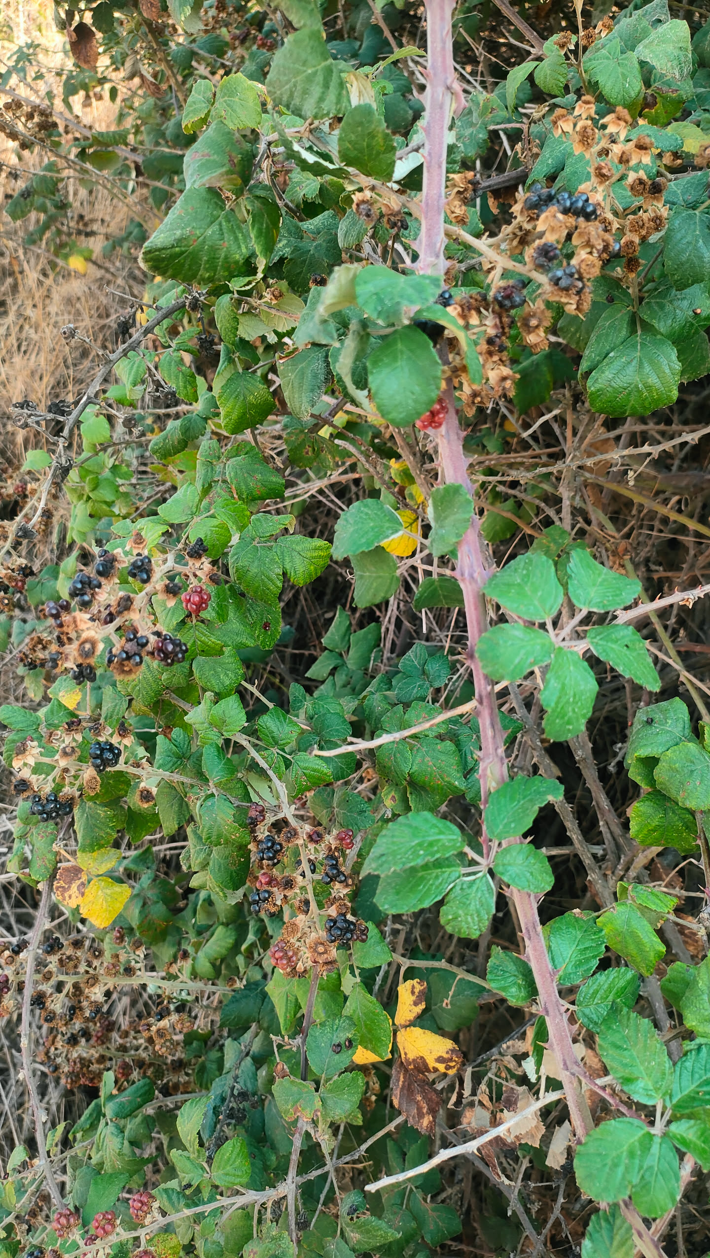 Brombeerhecke, an der die meisten Früchte bereits verschrumpelt und vertrocknet sind, dazwischen vereinzelt schwarze Beeren