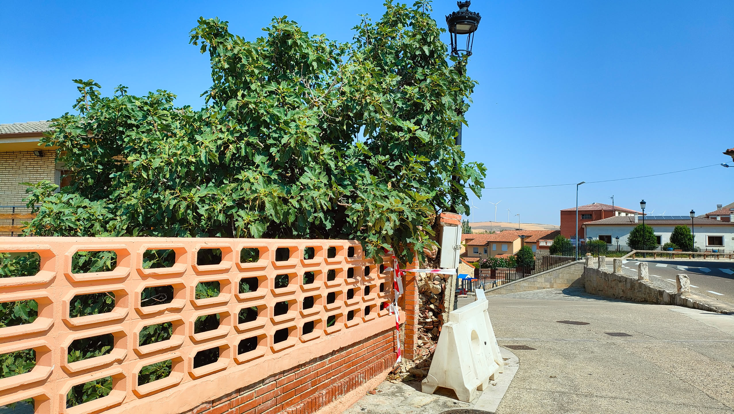 Großer Feigenbaum an einer gemauerten Wand mit rot-weißem Absperrband im Vordergrund