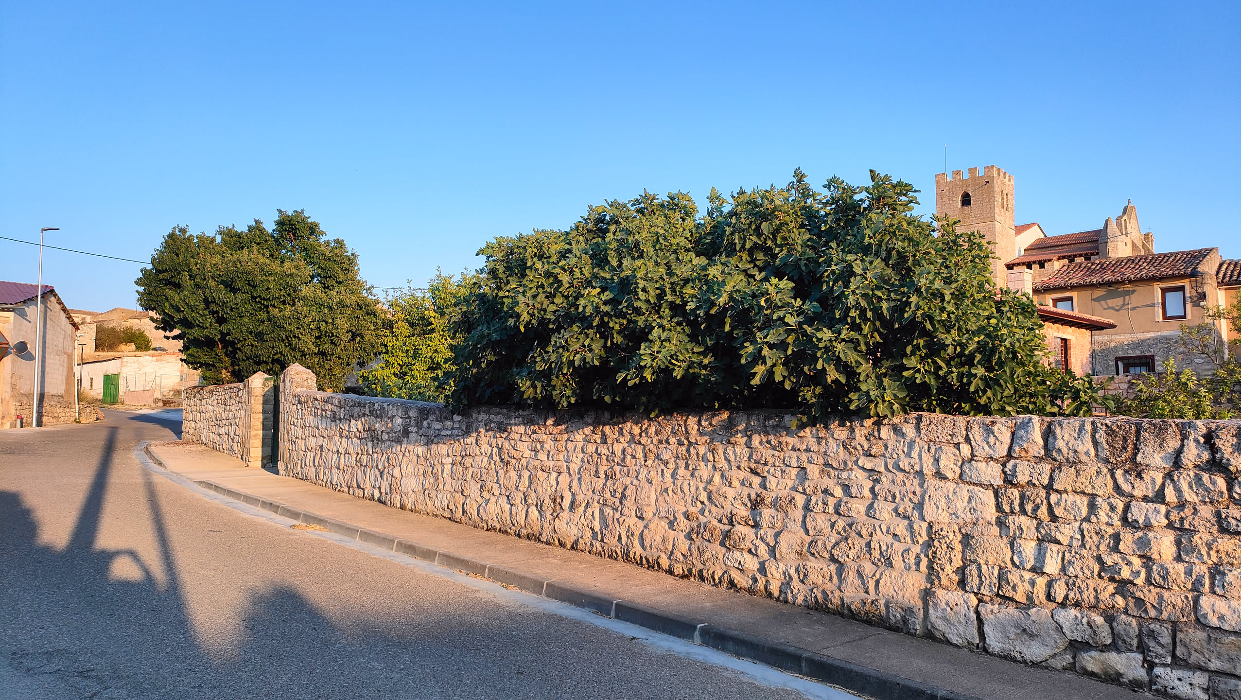 Großer Feigenbaum hinter einer Steinmauer, im Hintergrund ein Kirchturm und Dorfhäuser