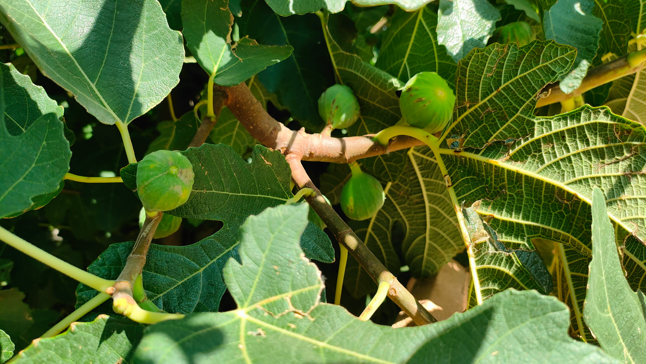 Mehrere unreife grüne Feigen zwischen großen gelappten Blättern am Baum