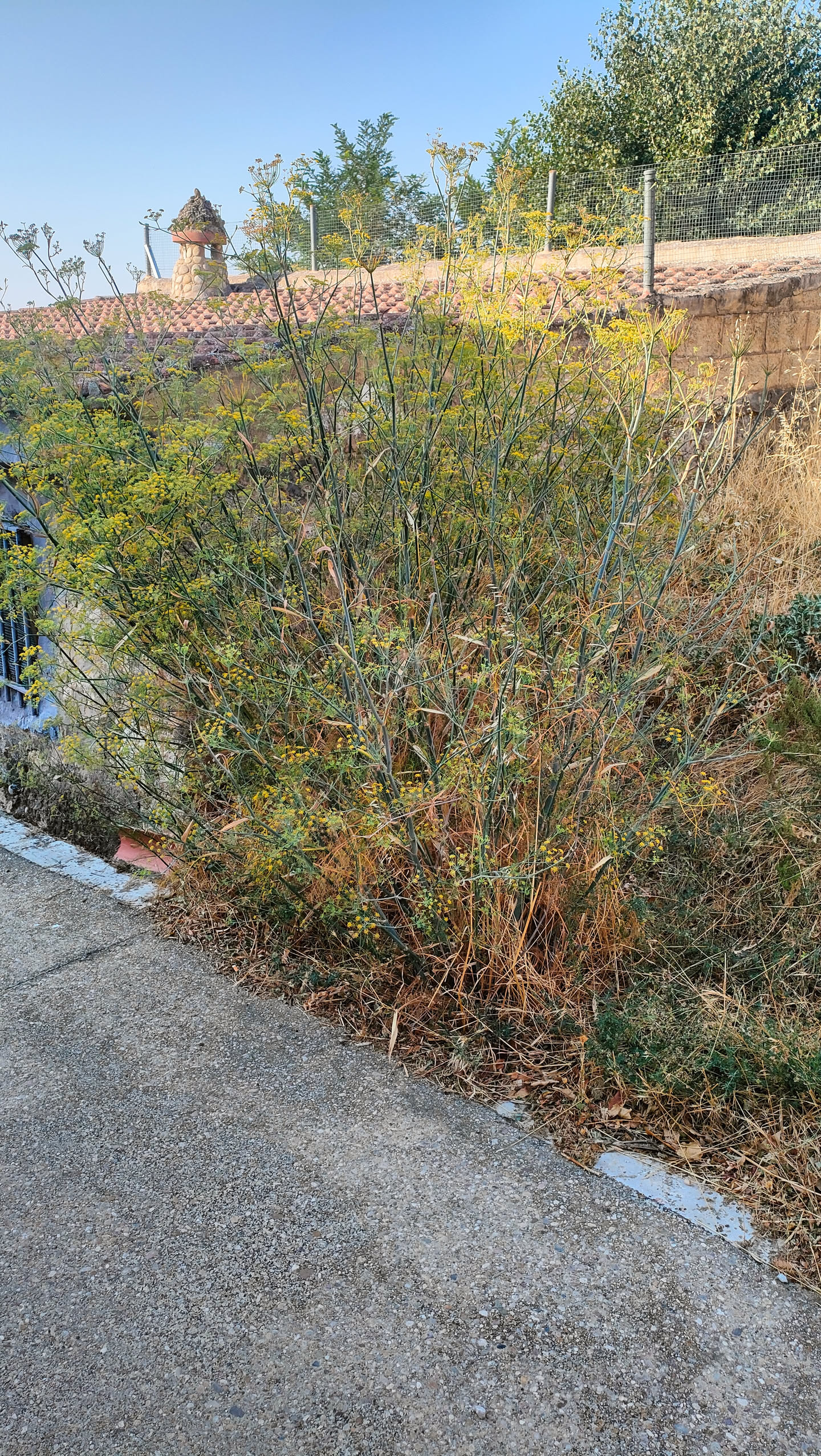 Großer Busch aus wildem Fenchel mit blaugrünen Stängeln und gelben Blütendolden an einer Straßenmauer